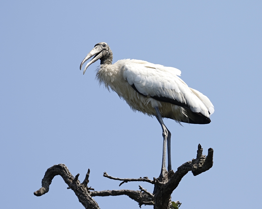 The young Wood Storks know soon enough they will loose their hair feathers and look like the old man!
