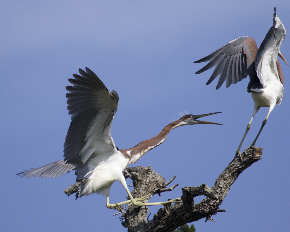 Food fight begins among the Tricolored Herons..no room for siblings here...