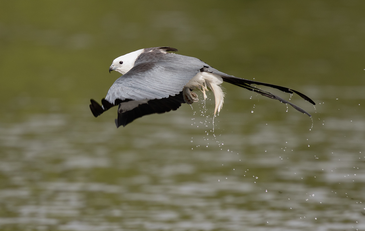 A little tall feather shake off...