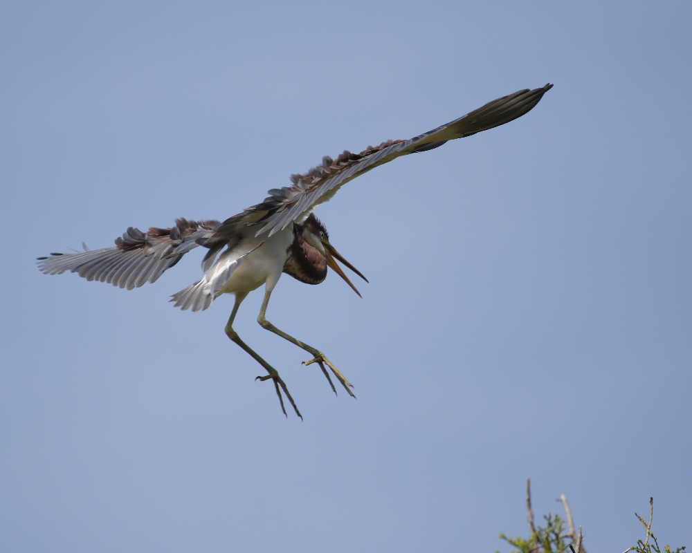 A fledgling follows on its first test flight...looking for food..
