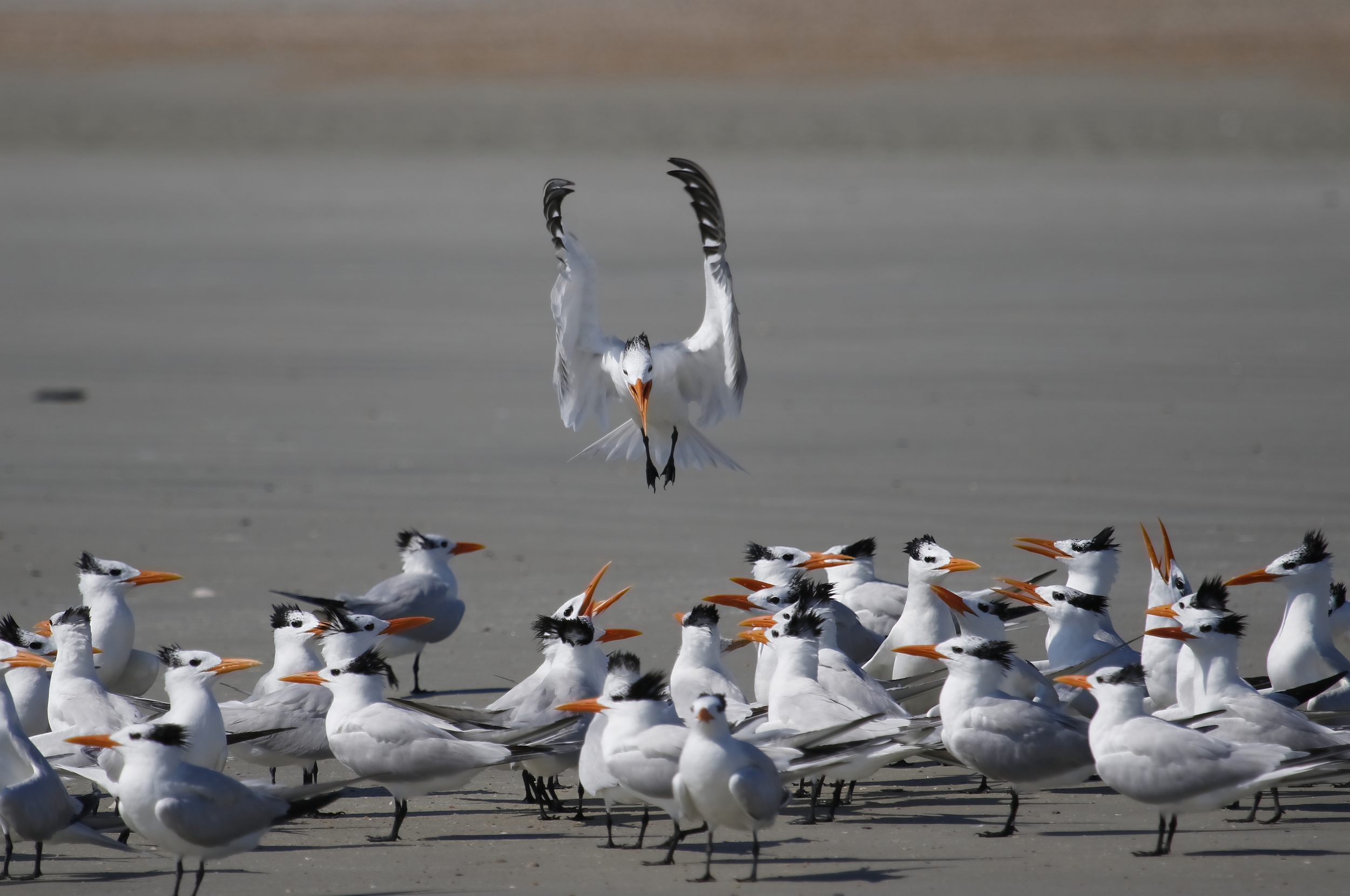 All incoming birds are challenged..
