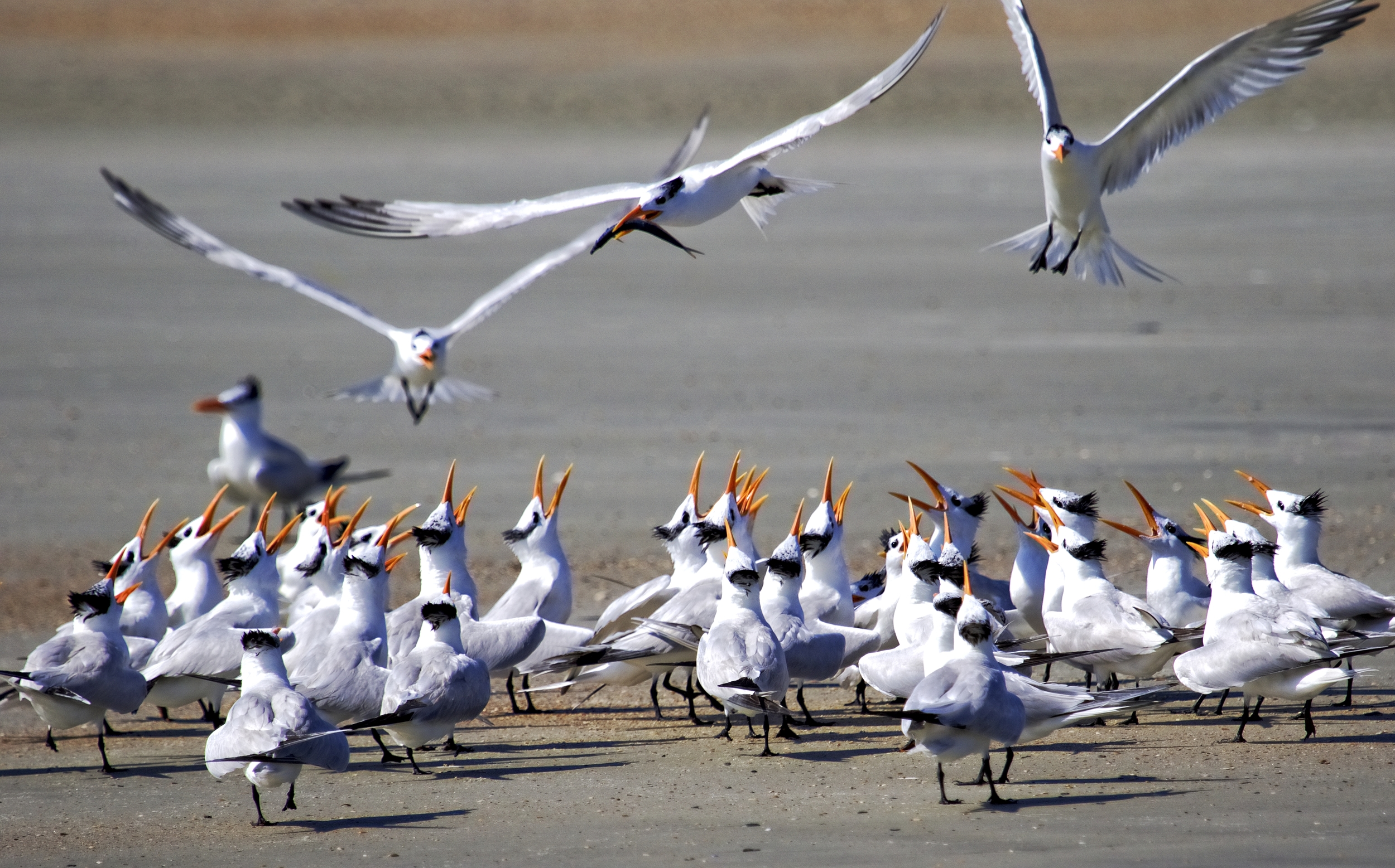 Fish anyone? Raise your beaks if you want one..