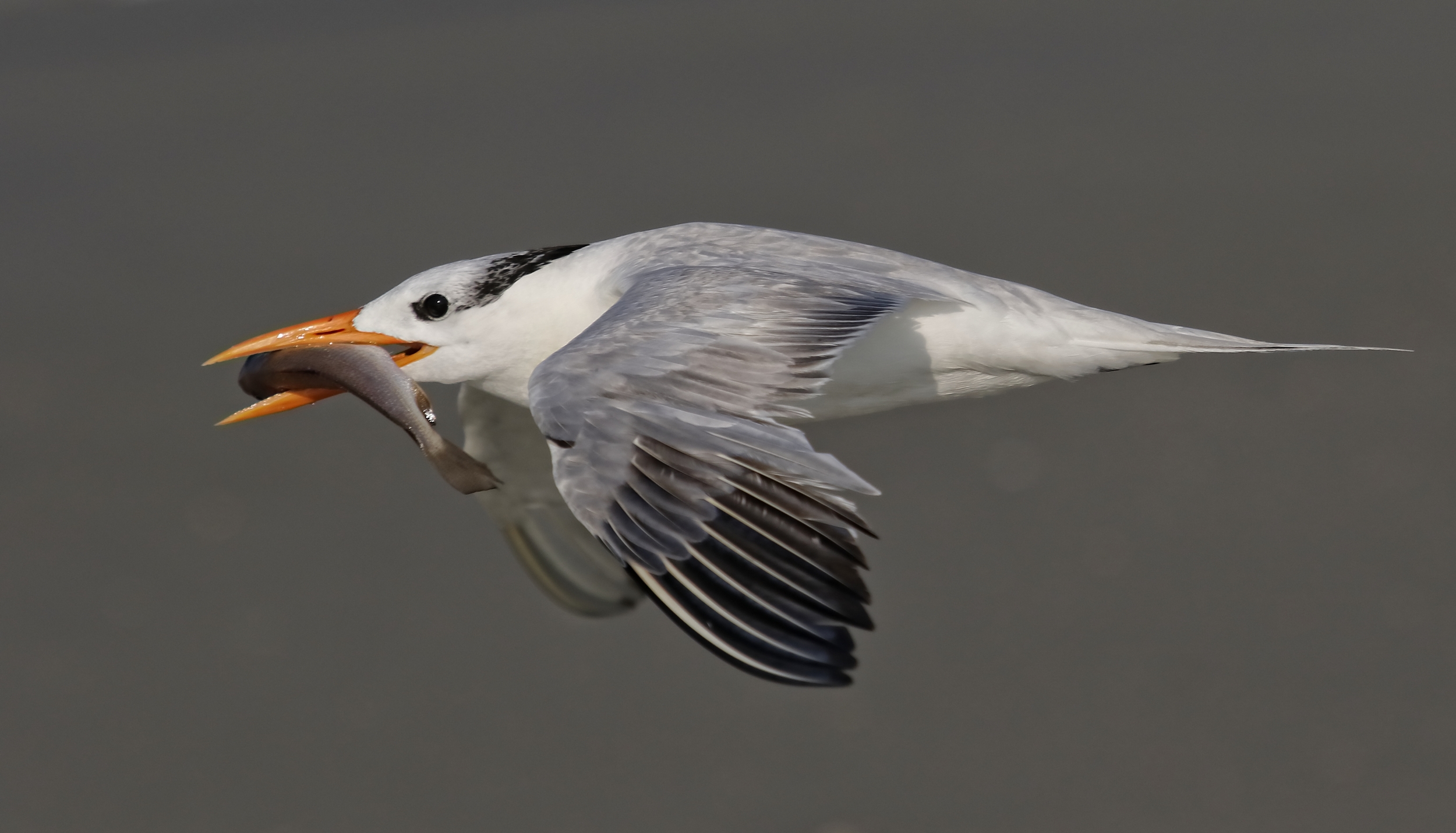 Filling the frame..an adult Royal Tern with a large fish flies by..real close too!