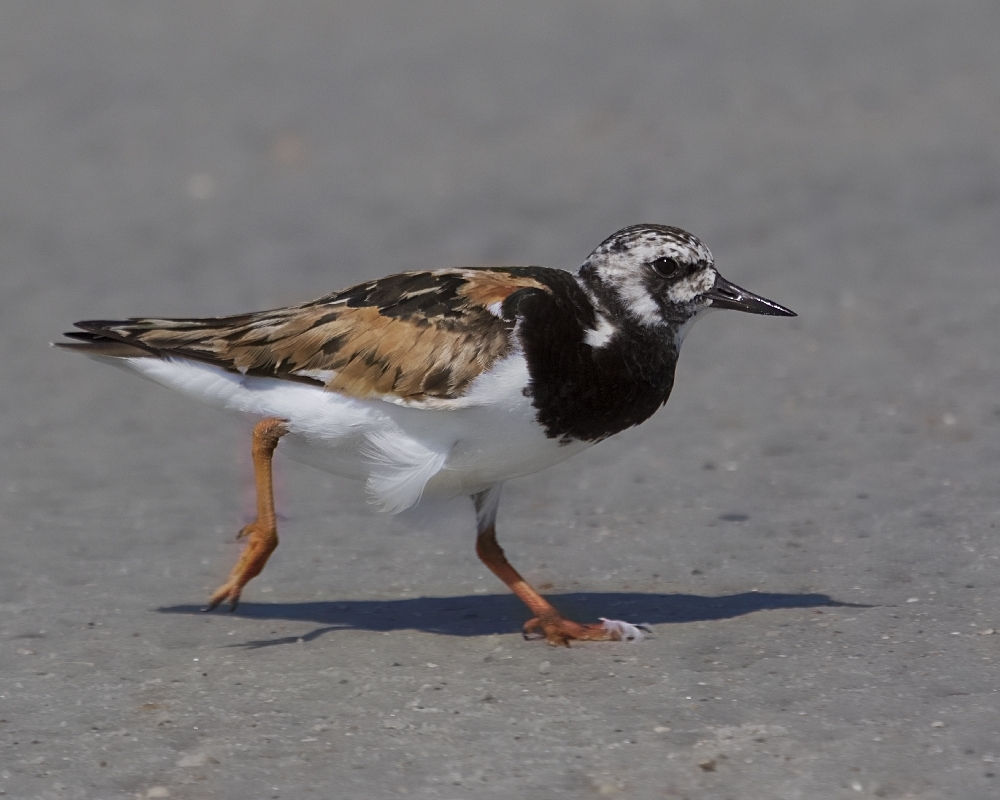 A Ruddy Turnstone has to eat too you know...
