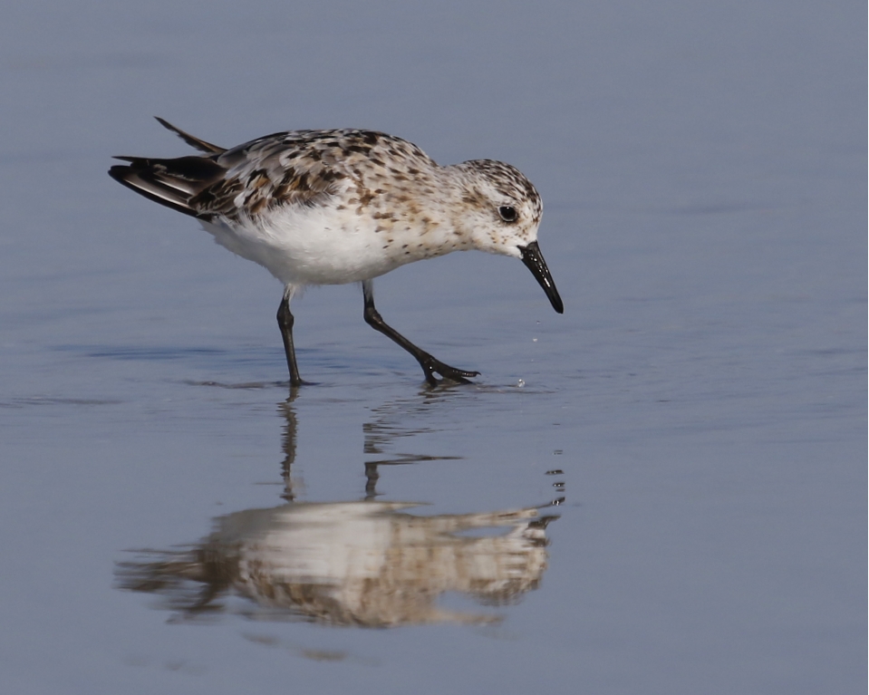 A Sanderling hunts in the surf zone..