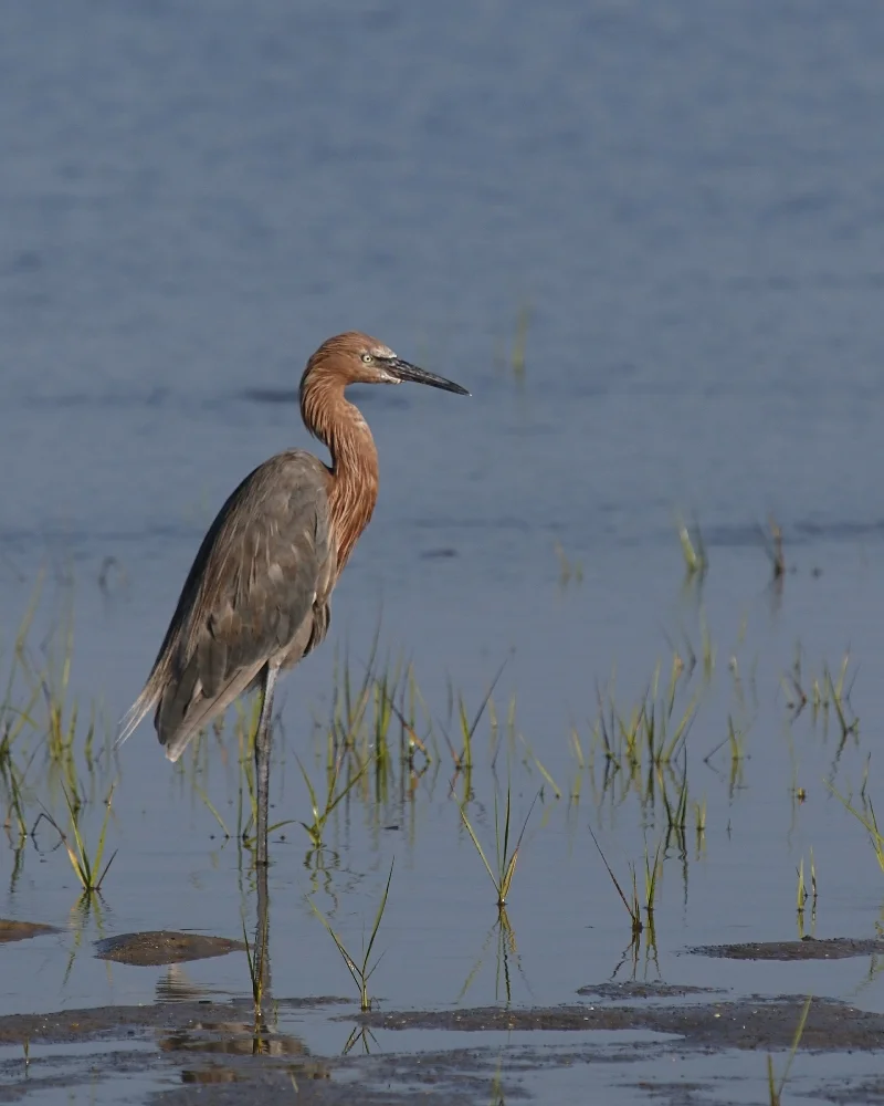 An illusive Reddish Egret...