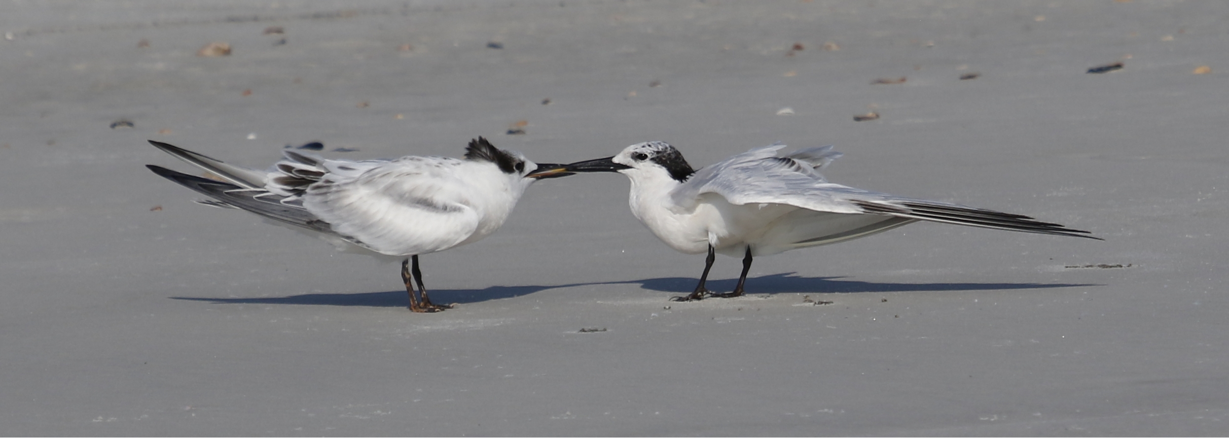 A first for me...Sandwich Tern feeding its young..