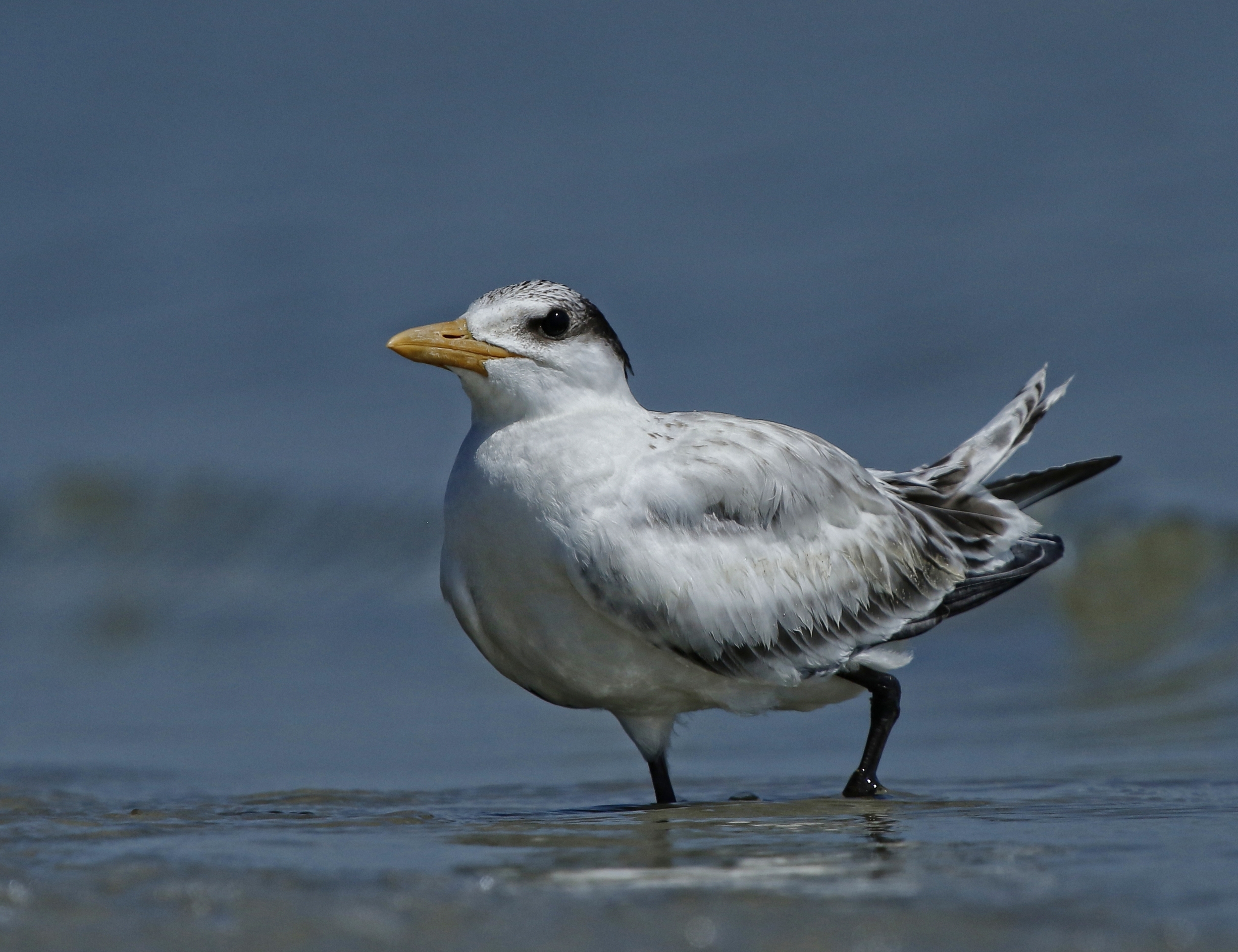 Fledgling Royal Tern waiting for fish in the surf