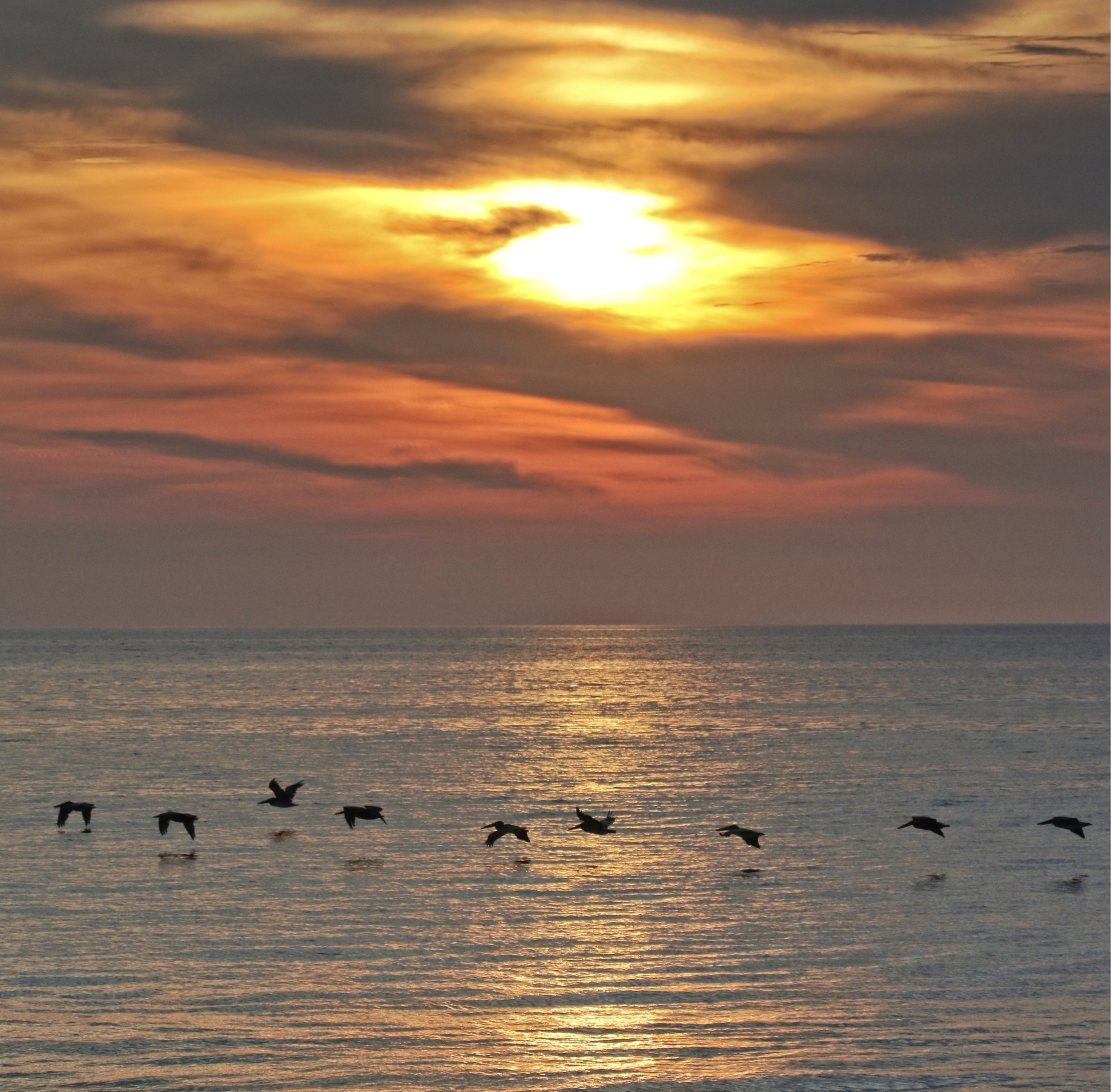 Pelicans greet the sun as another turtle excavation begins withe the Amelia Island Sea Turtle Watch organization.