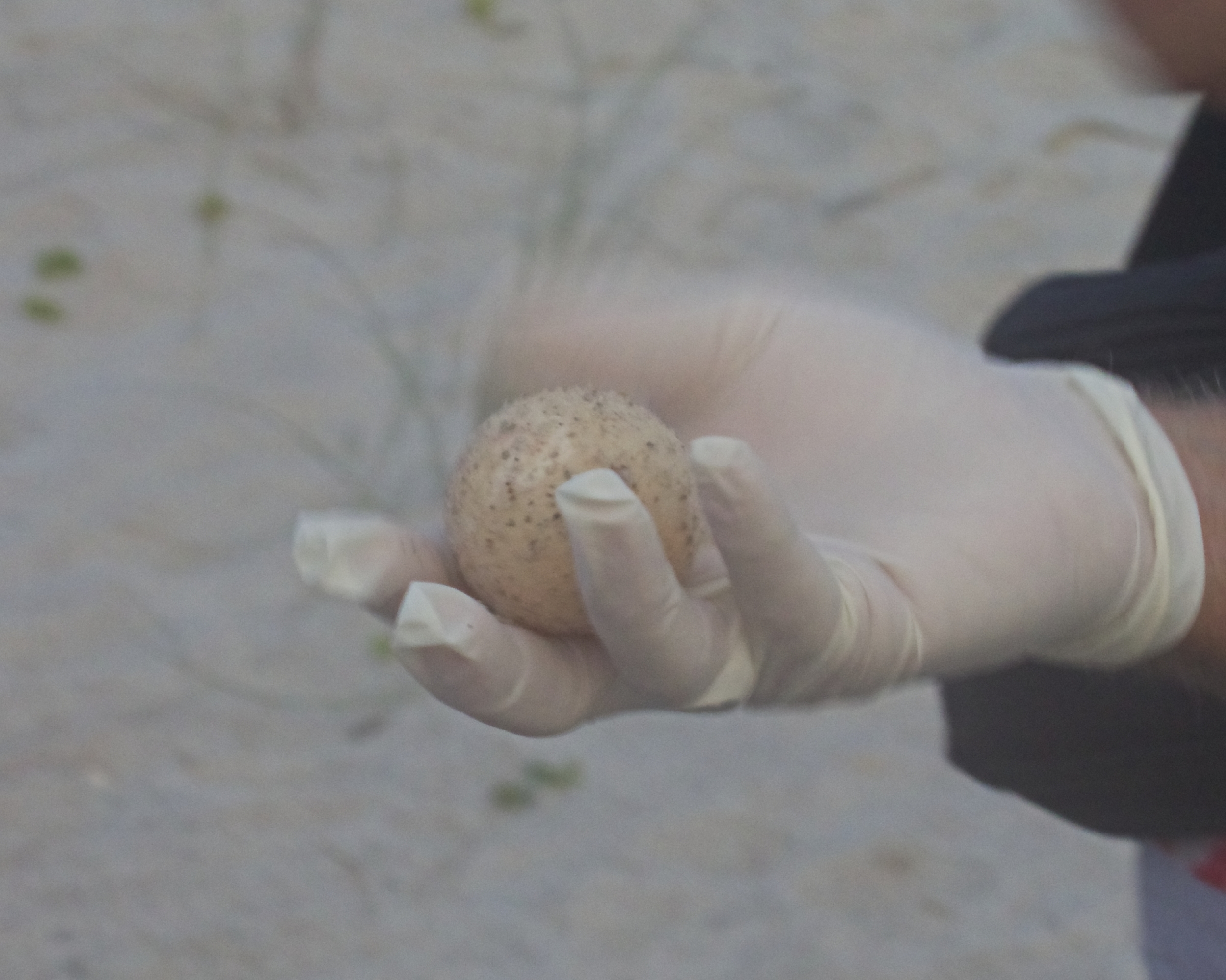 An unhatched egg is pulled from the nest. It will be reburied and hopefully hatch soon.