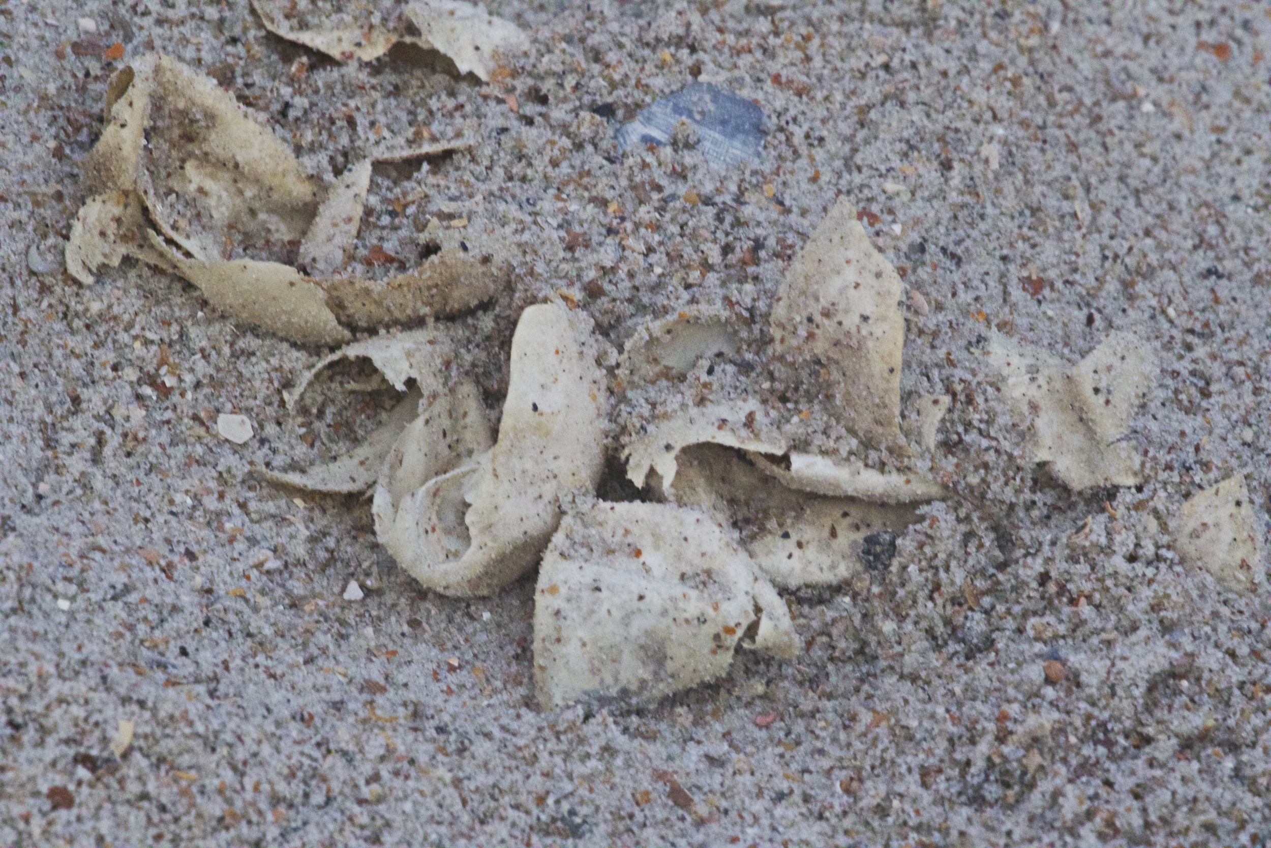 Empty Sibling shells from the recent successful Green Sea Turtle nest hatch at Amelia Island