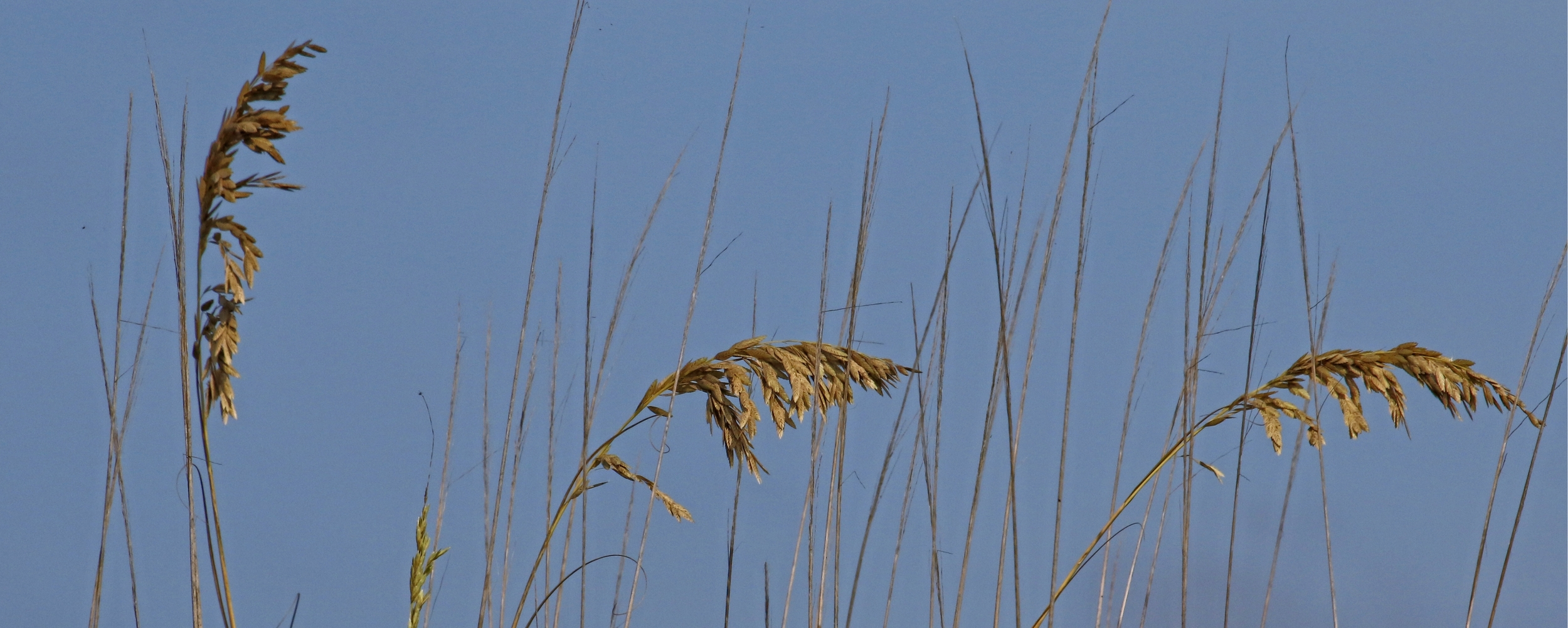 The Sea Oats are golden brown and bending in the breeze..