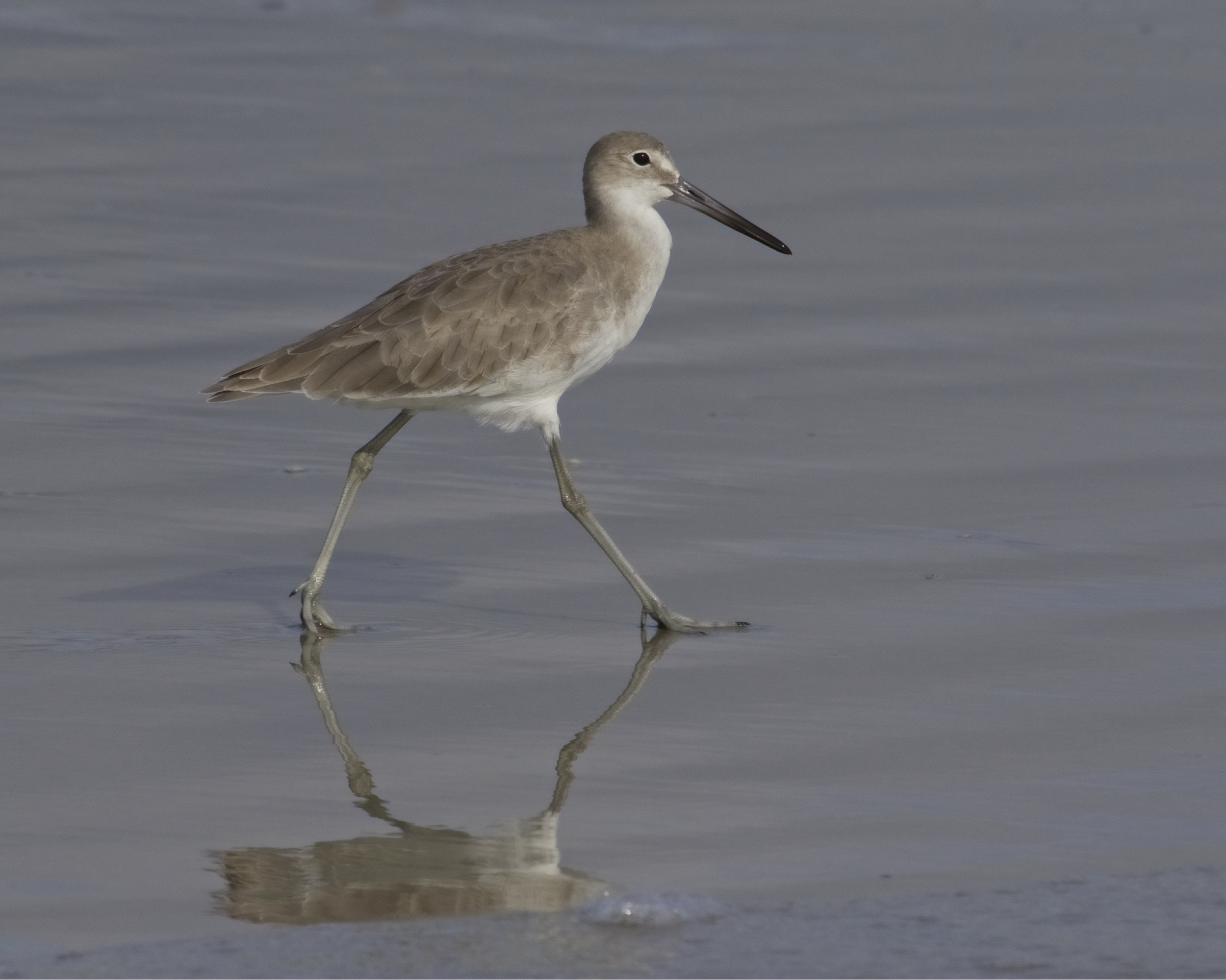 A lone Willet walks the shoreline looking for treasure....it spots me and pauses...