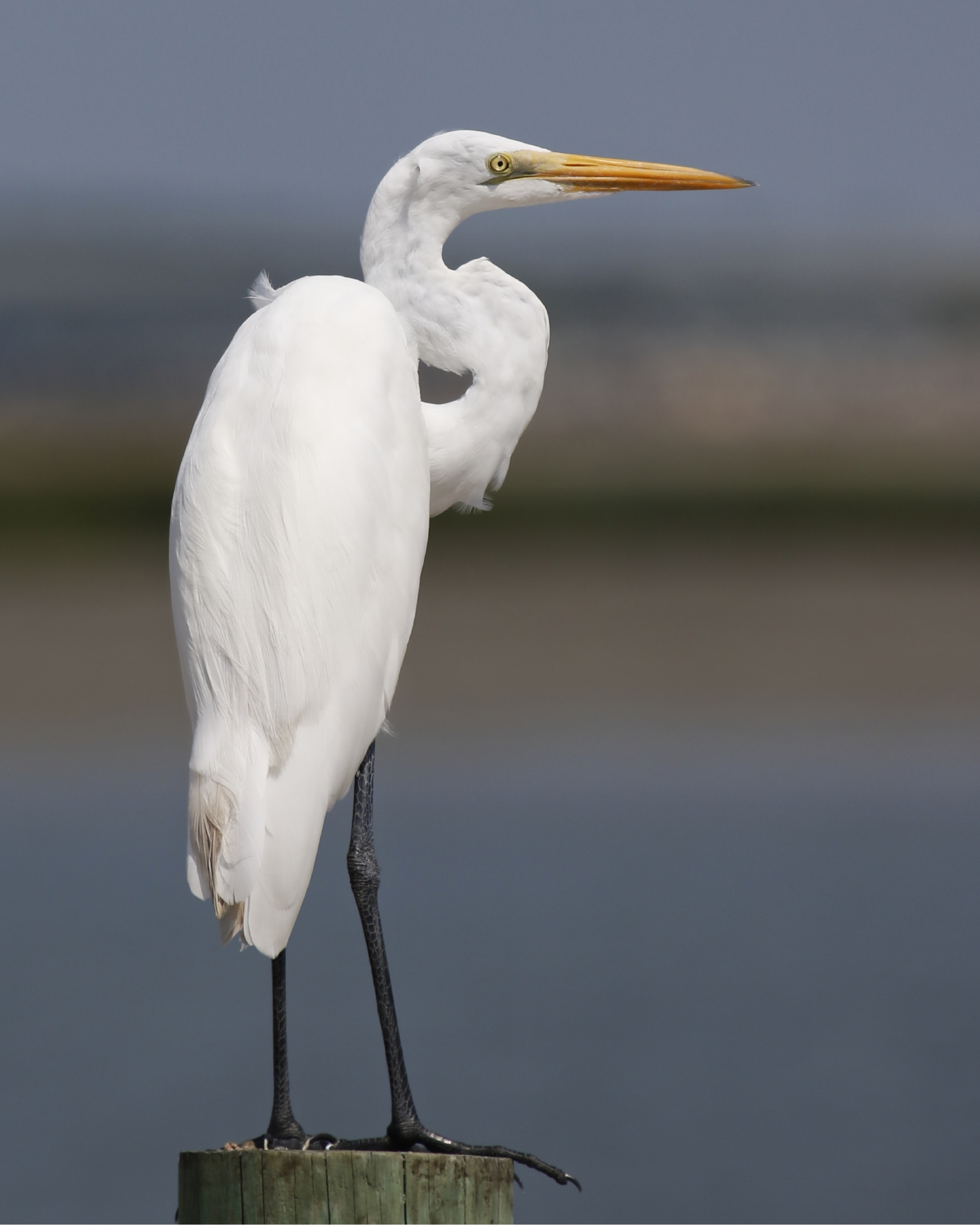 A Great Egret scans the inlet ...change is coming..