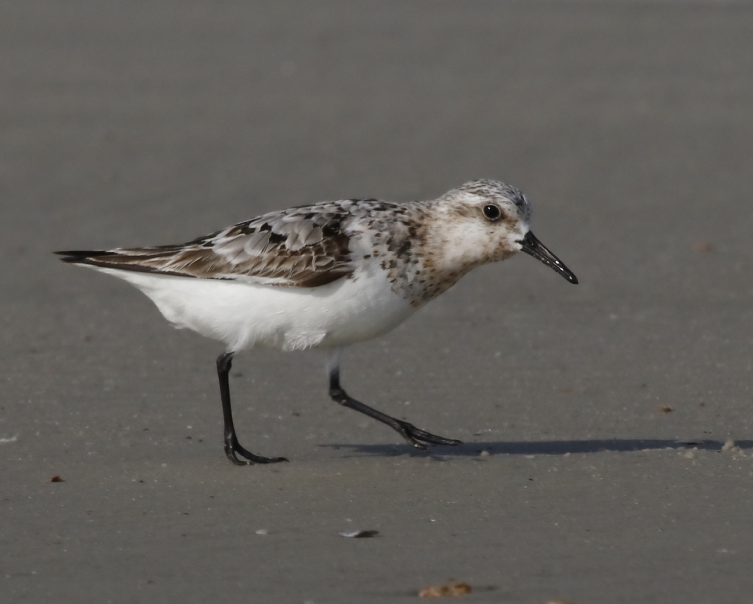 Semipalmated Sandpiper