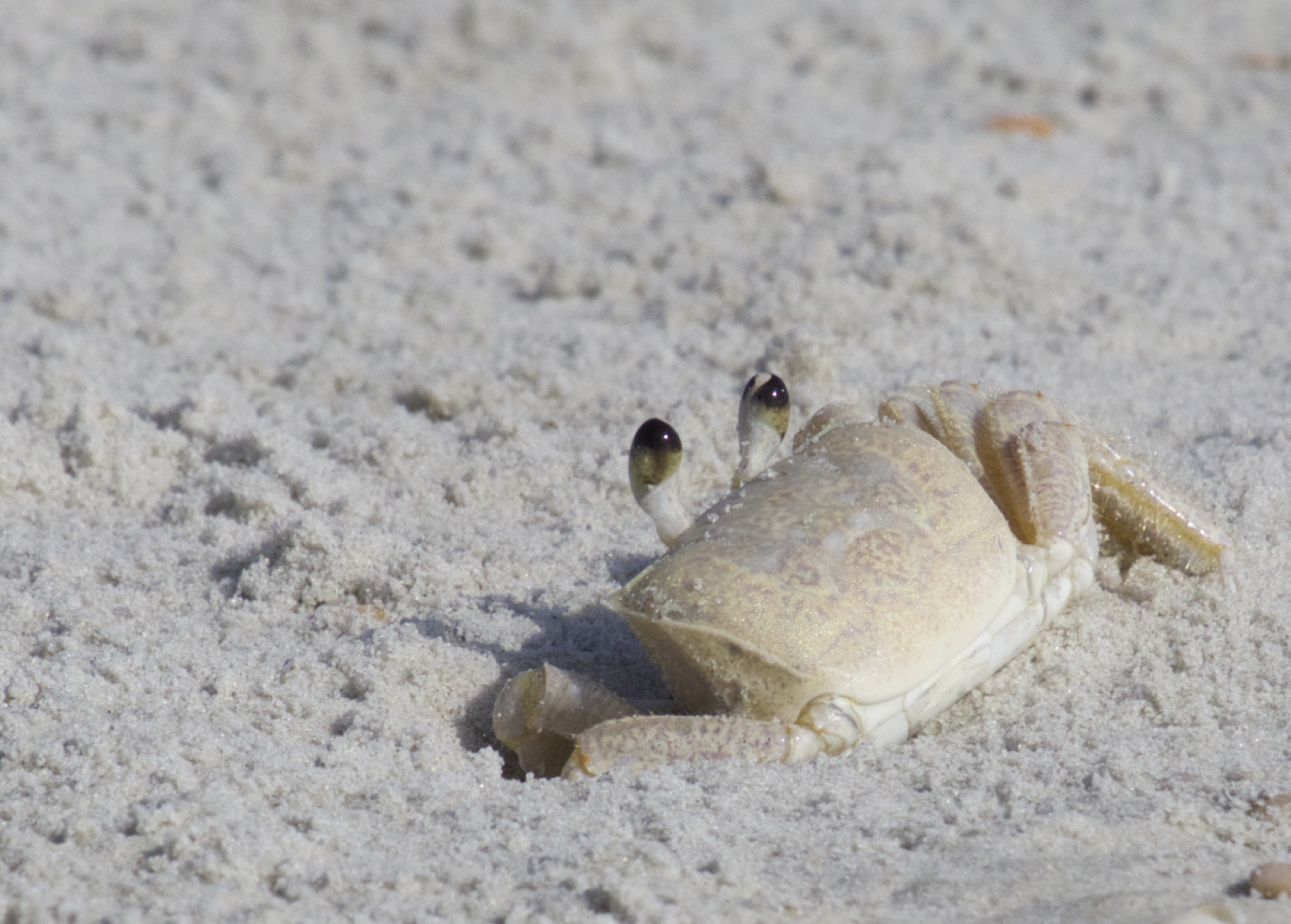 Ghost Crab keeps its eyes on me..