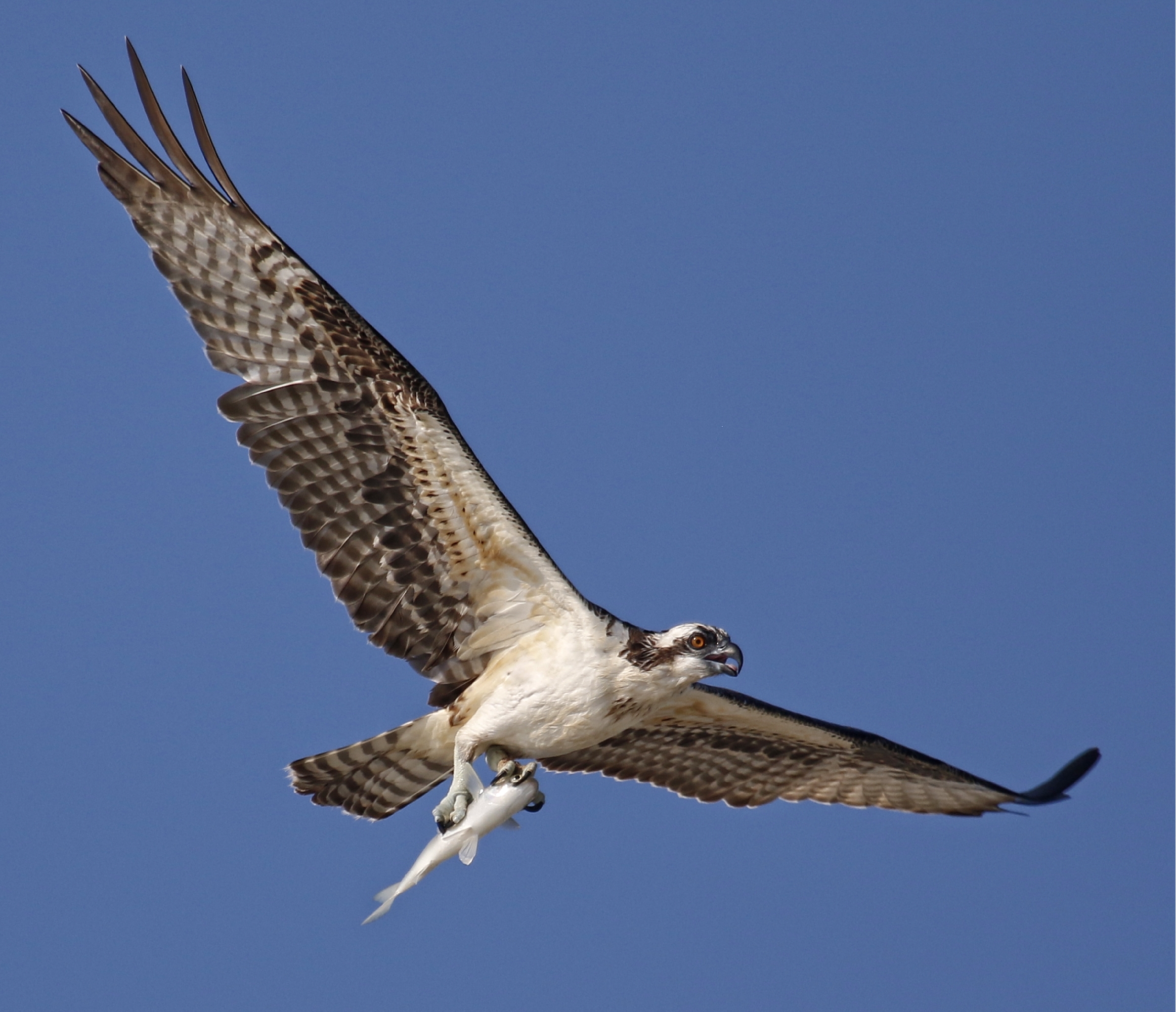 Juvenile Osprey get the hang of fishing...while the fish hangs around for lunch!