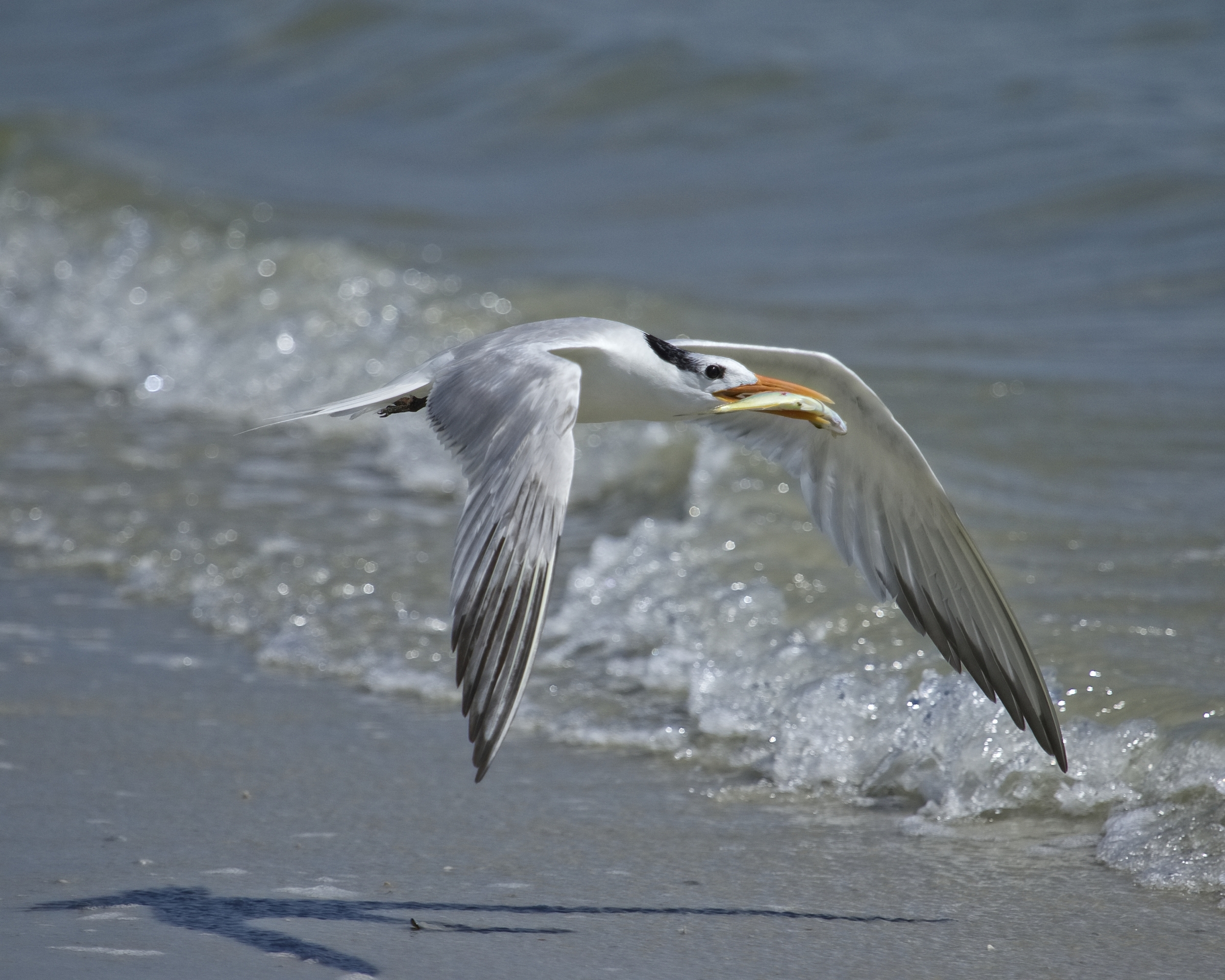 Surf fishing..Royal Tern style..