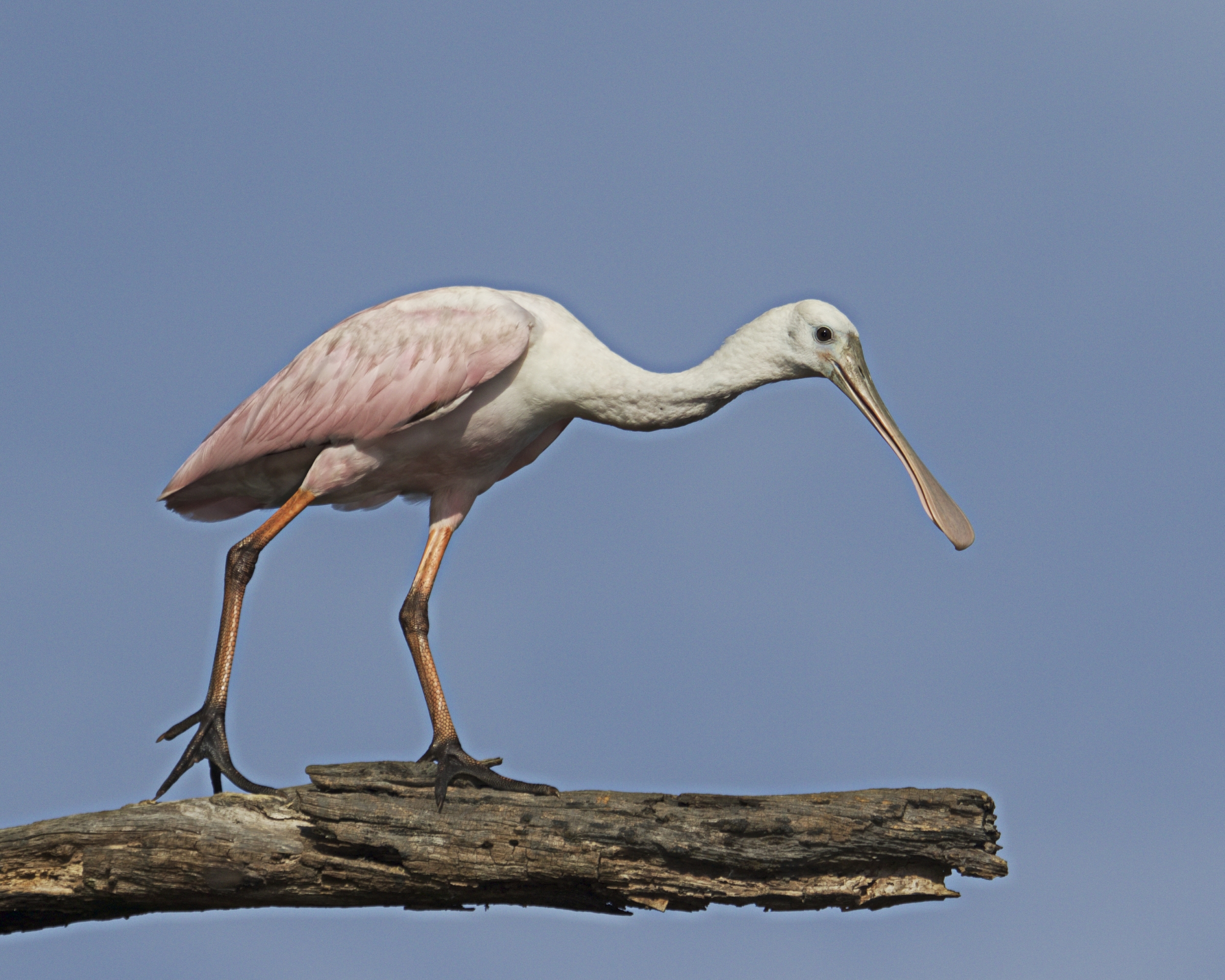 The Spoonbill gets a little nervous as I approach on the Kayak..I back off and sit..