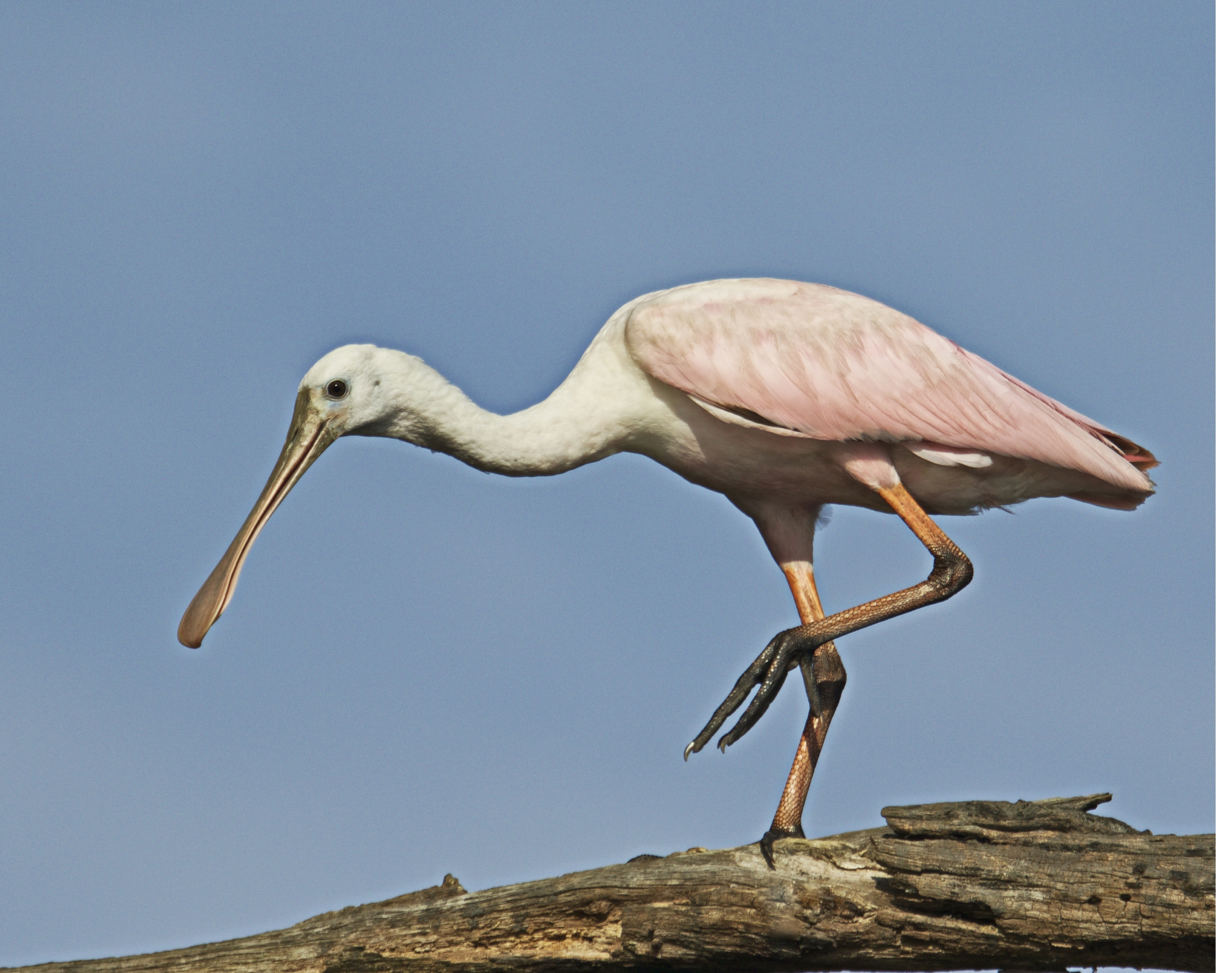 The spoonbill is happy now..