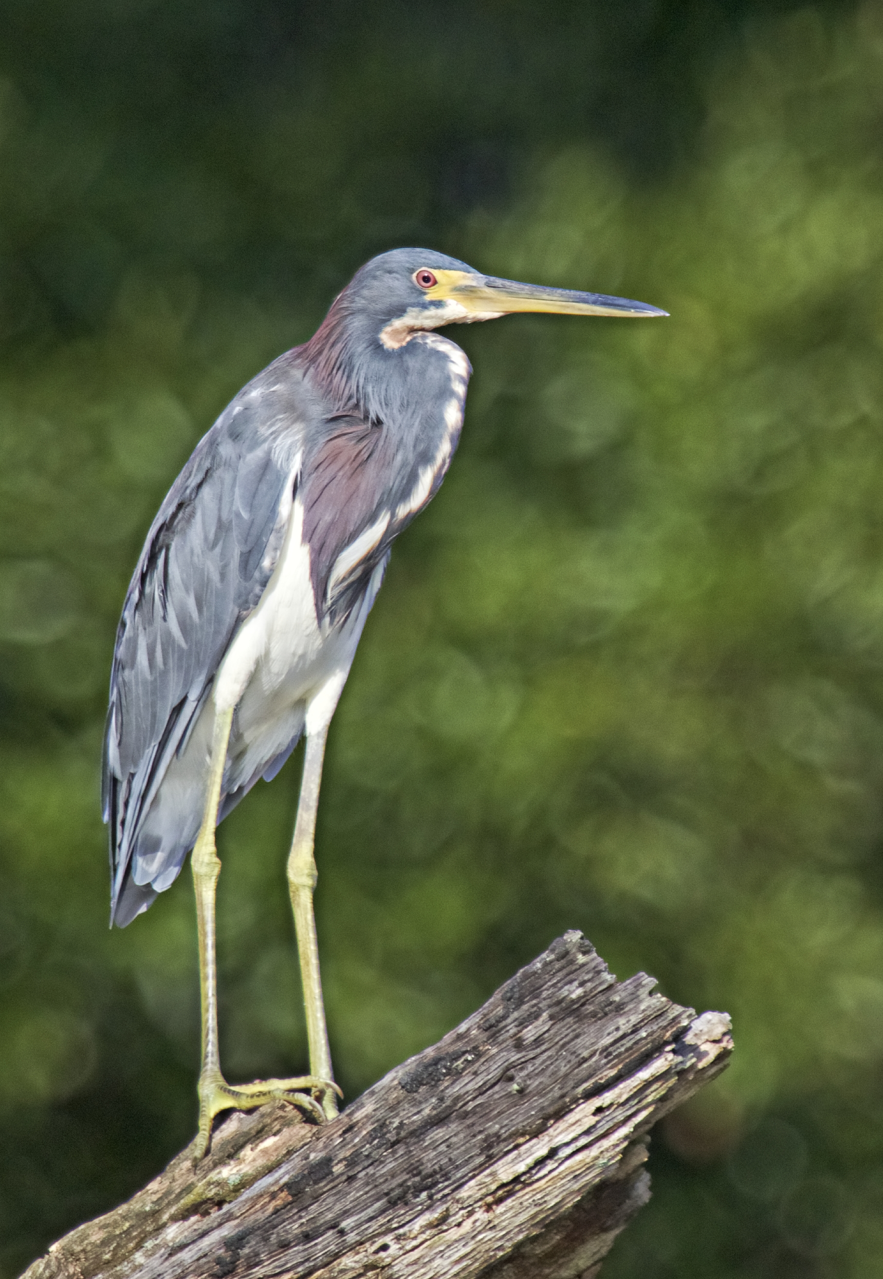 Tricolored heron hanging out too!
