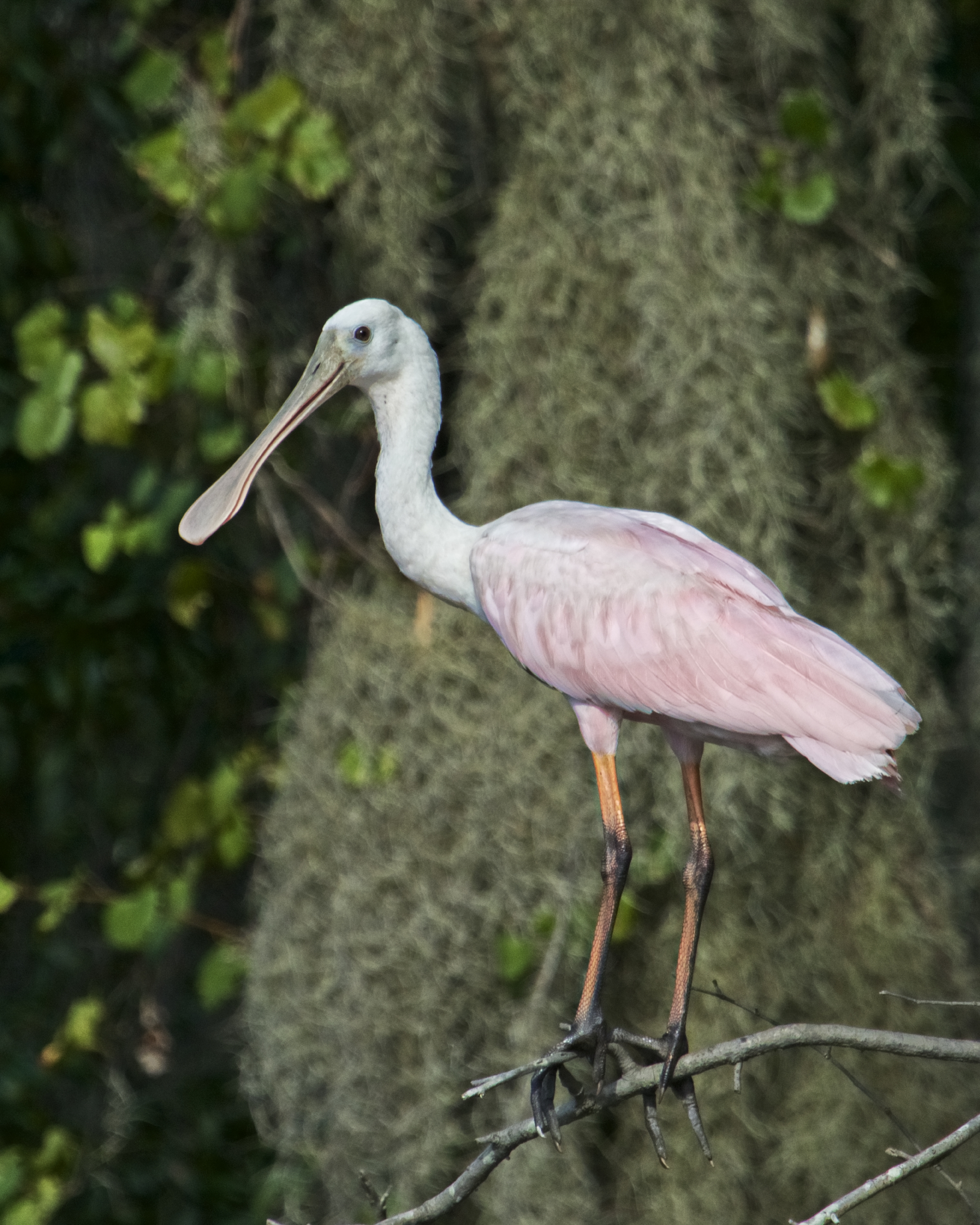 The Roseate Spoonbill flies in too while I am at the hideout..