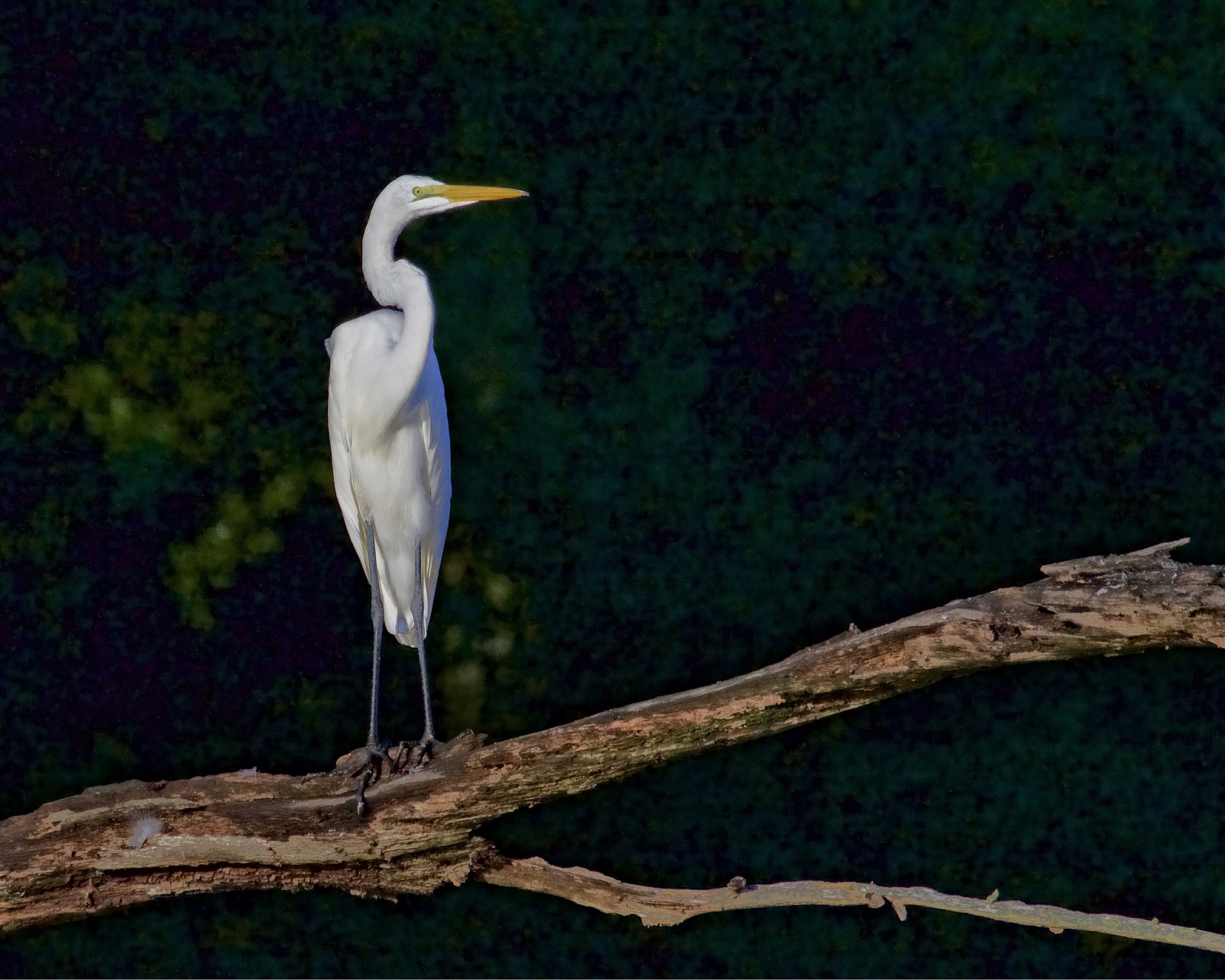 The Great Egret watches my approach..