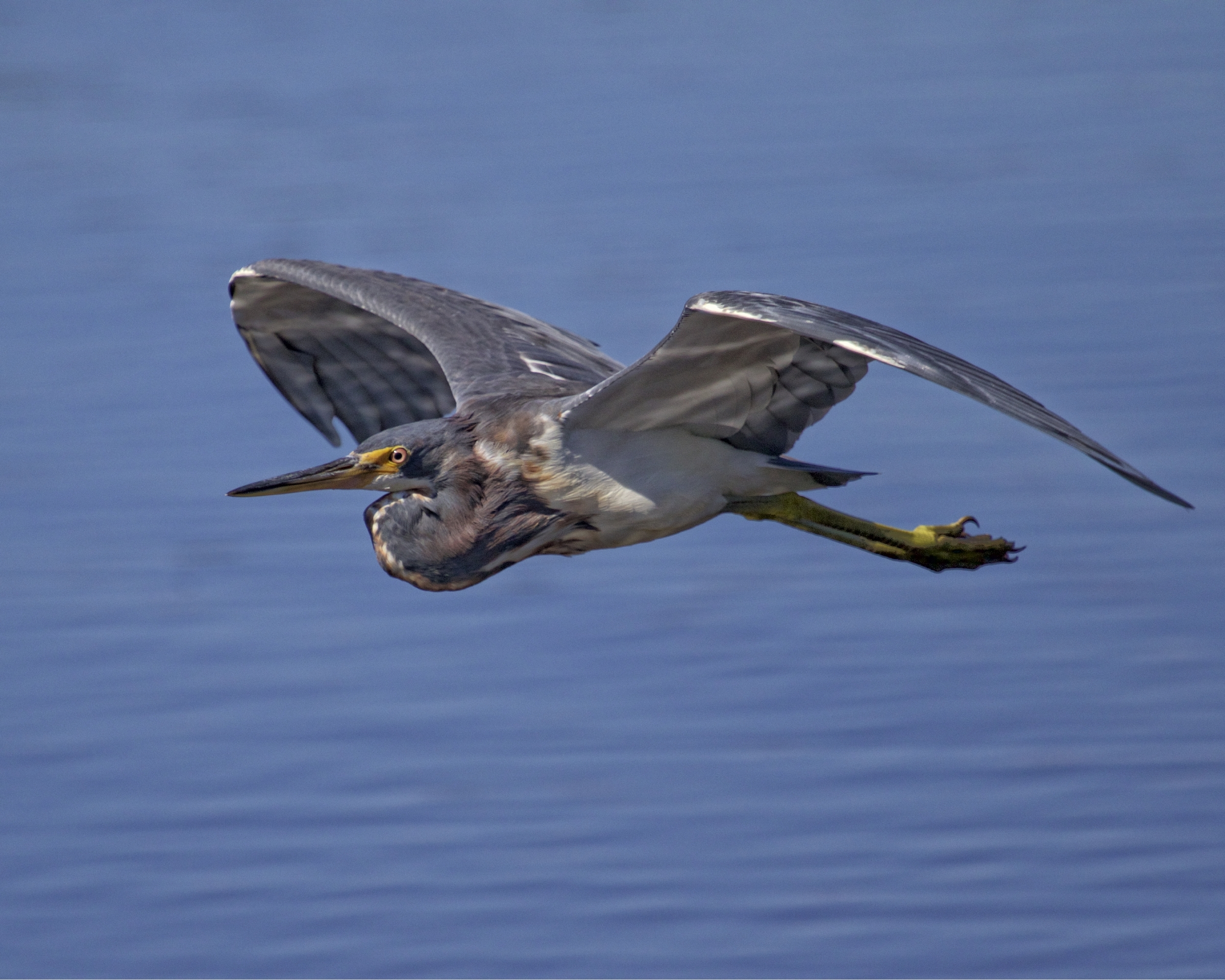 A juvenile Tricolored Heron flys up towards me and lands near my chair. 