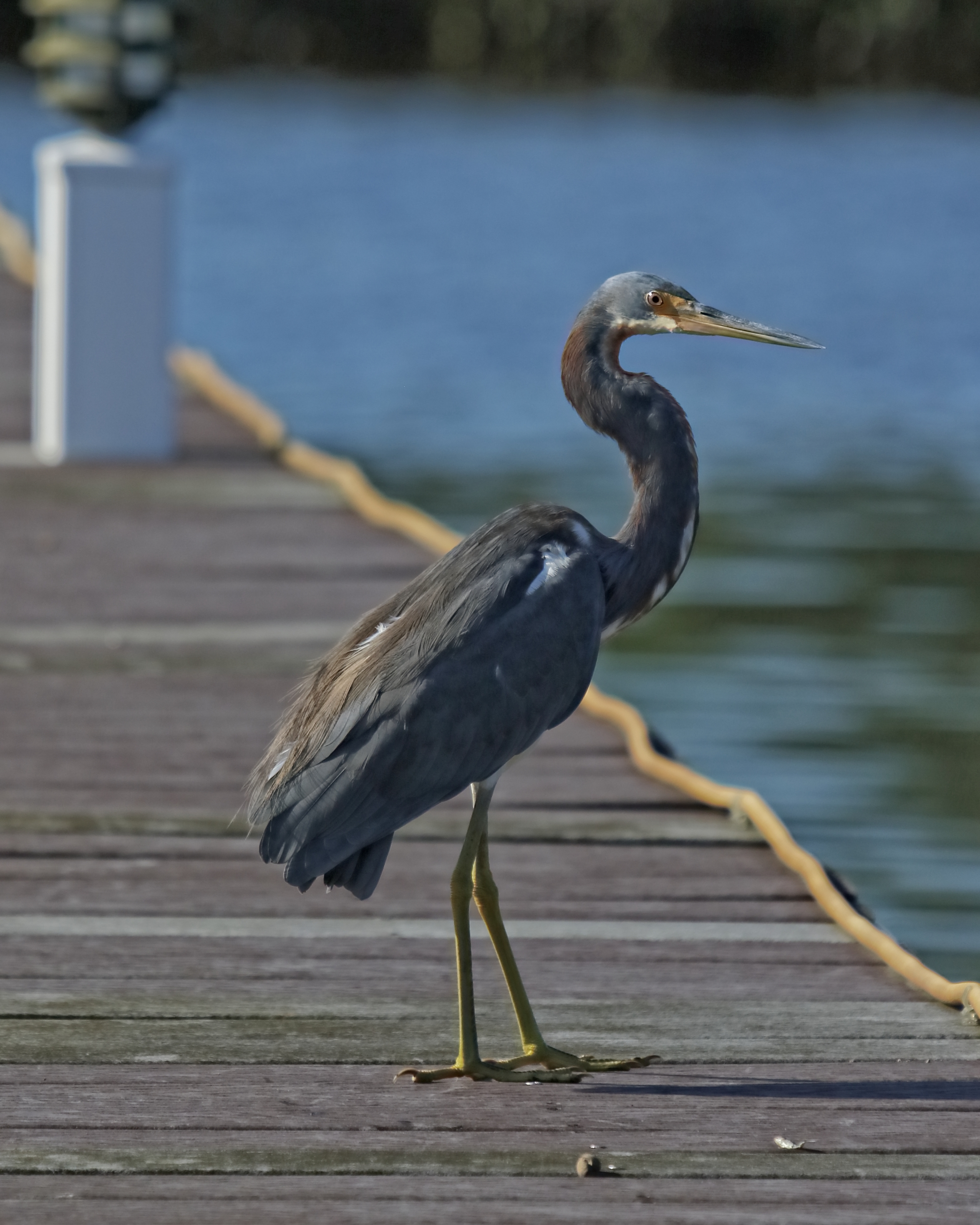 Like my ole "lil Buddy", this bird is not bothered by my presence and just relaxes a while.