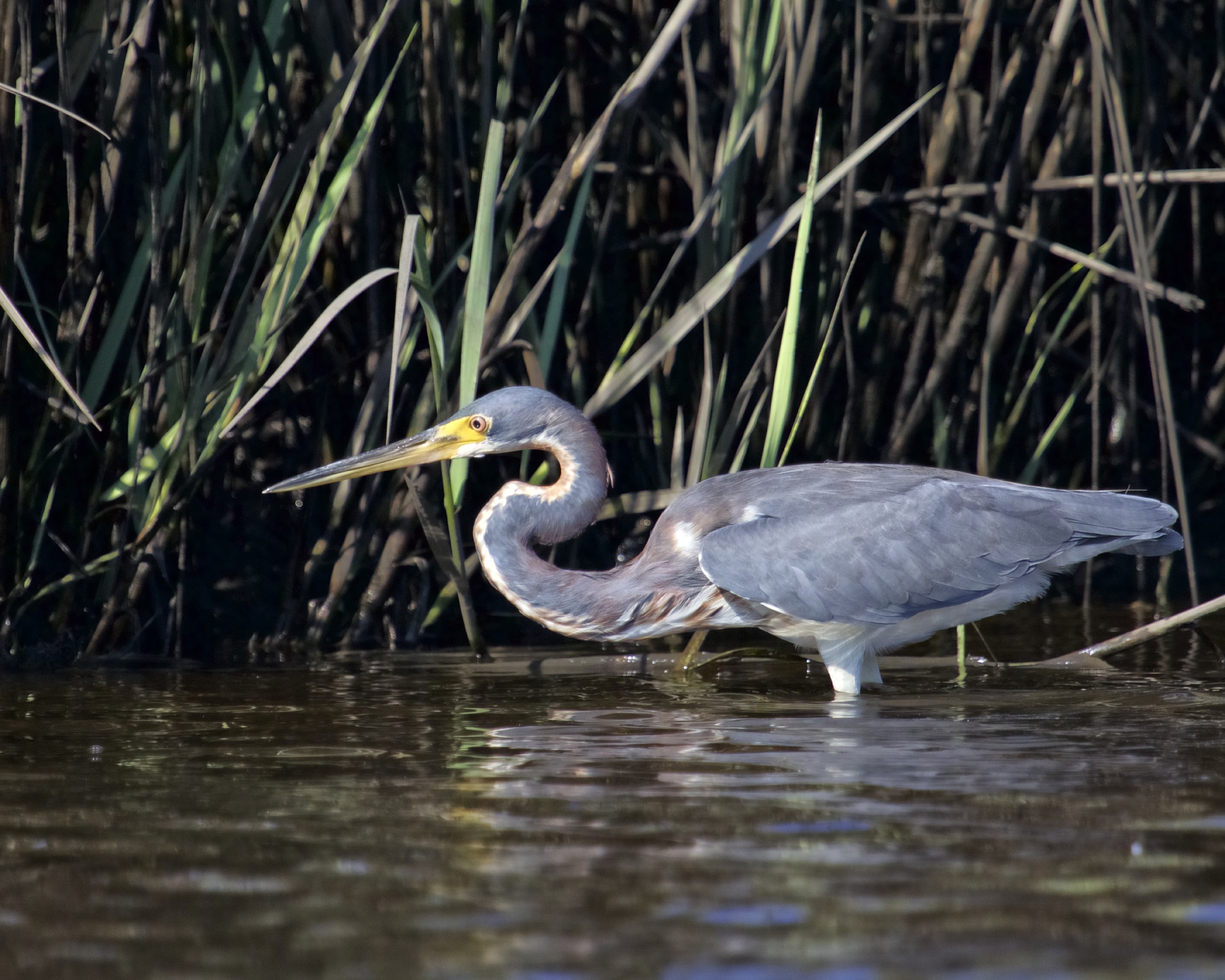 When the tide begins to recede the bird hops down and begins to hunt, undisturbed by my presence. 