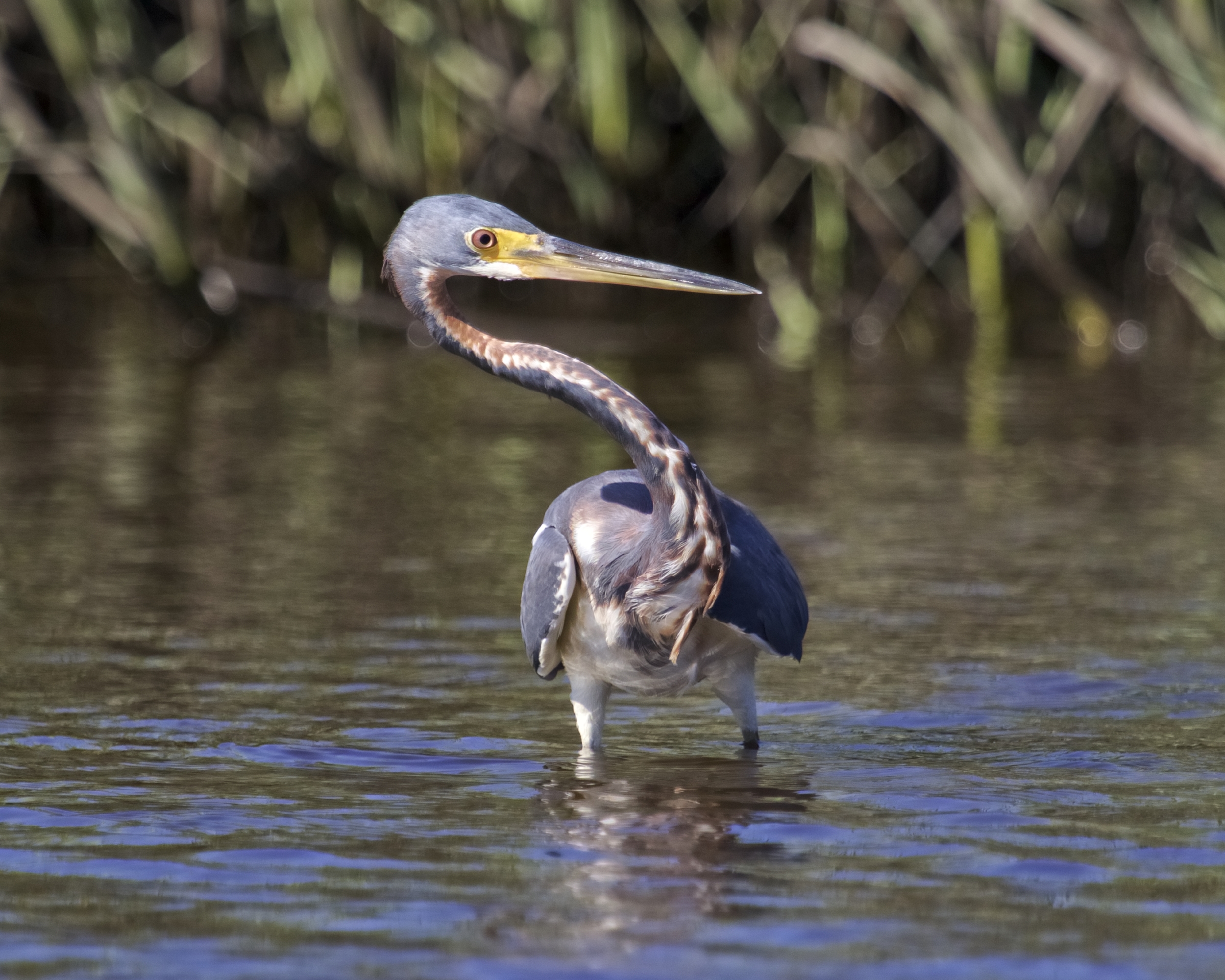Was that a minnow over there I wonder?