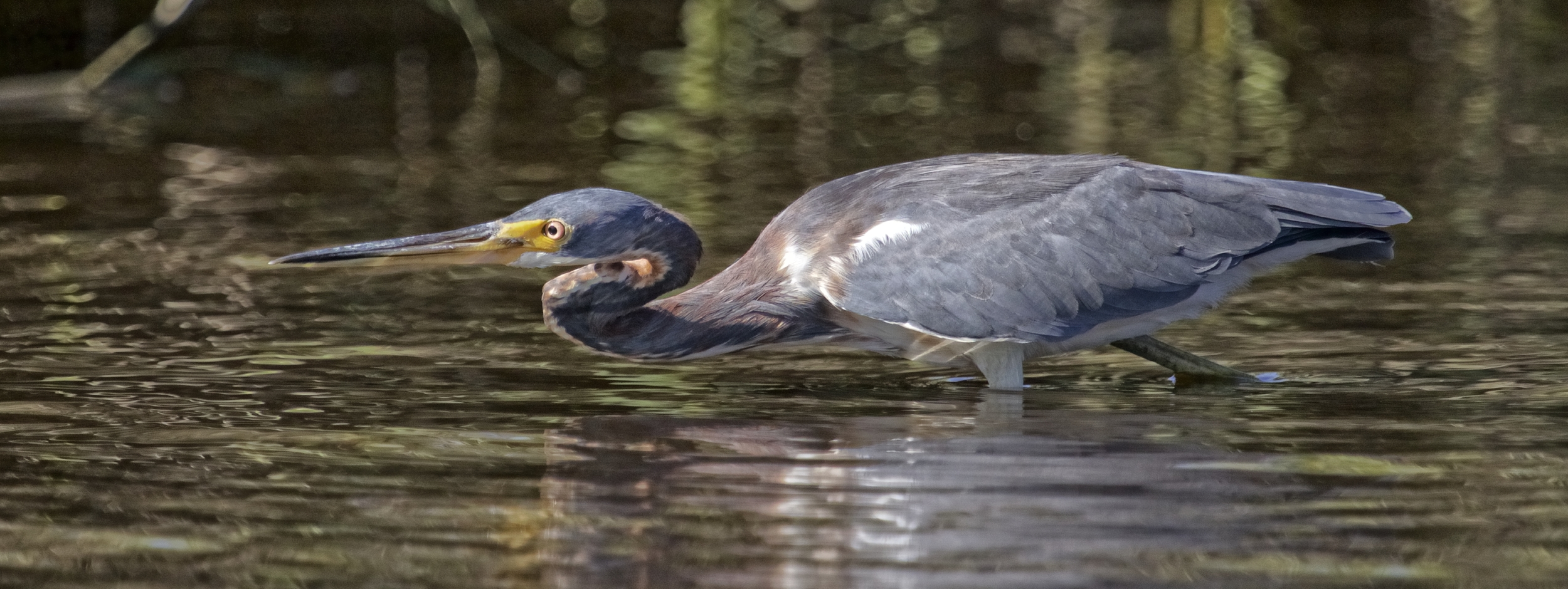 The Tricolored Heron begins to stalk slowly..it pauses..
