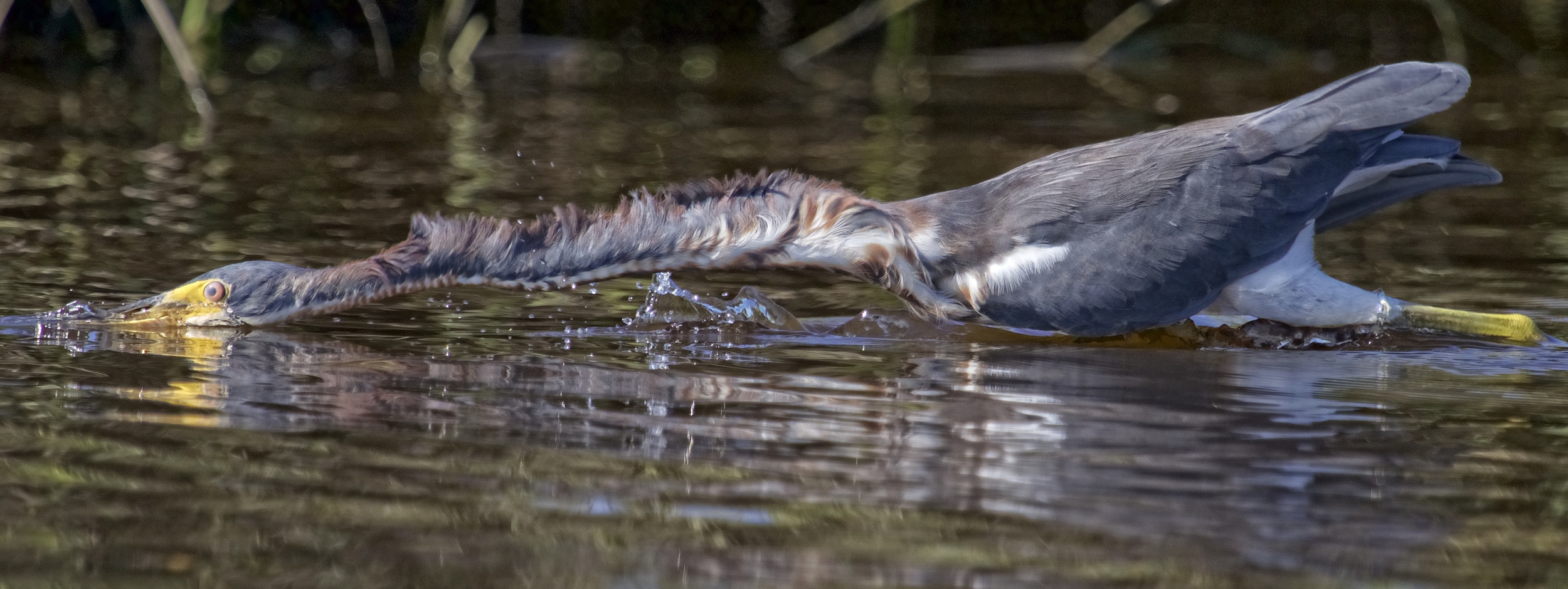 It darts that long neck out like an arrow..gotcha!