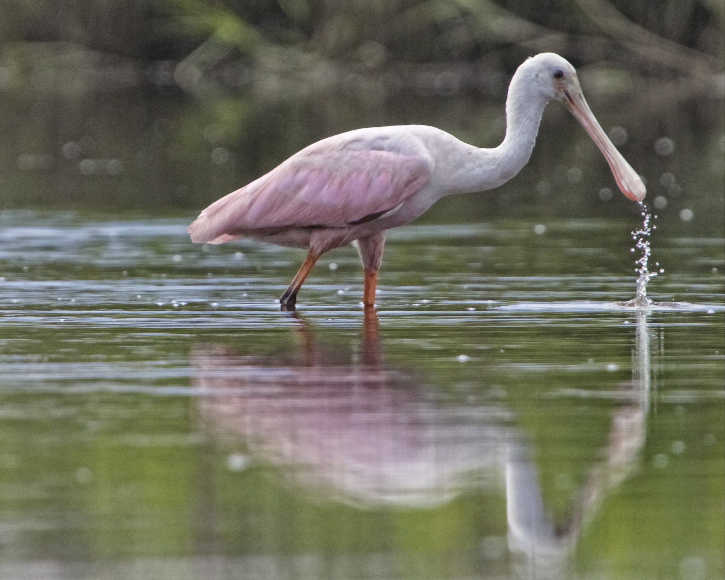 Several Roseate Spoonbills have been feeding near the dock recently..