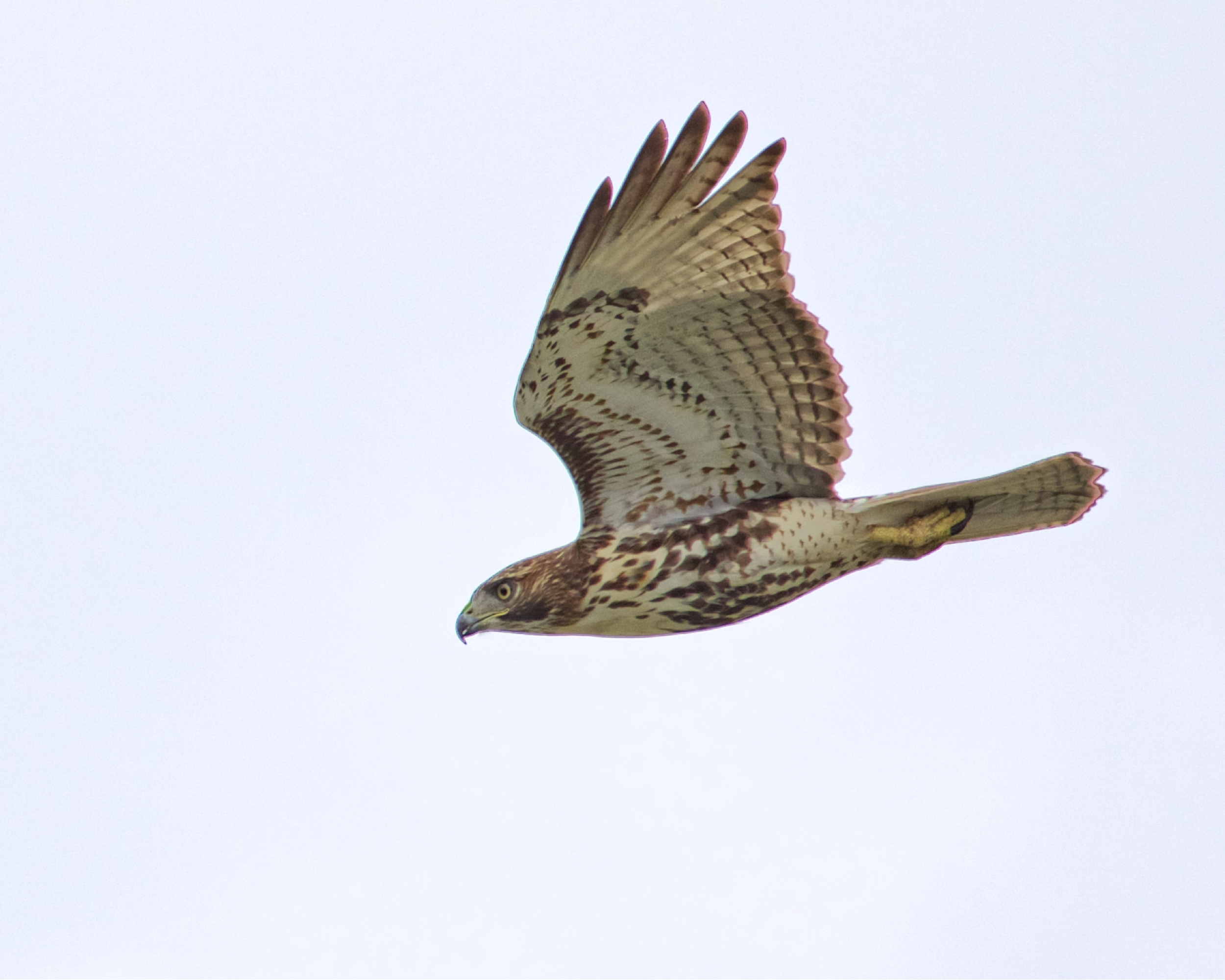 Red-tailed Hawk chasing prey in the front yard..missed again..