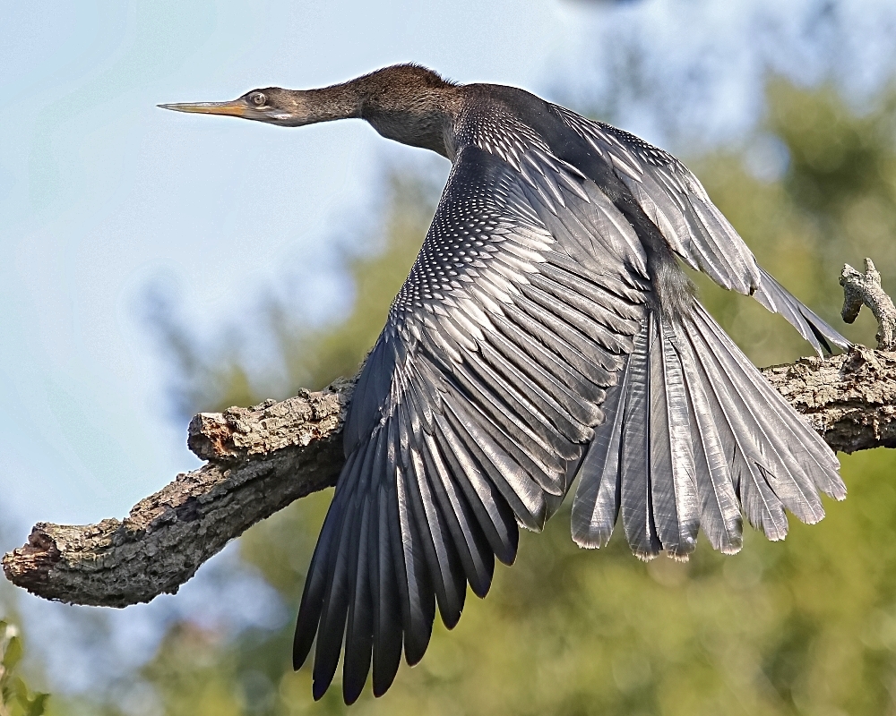 Female Anhinga stretching its feathers and wings..