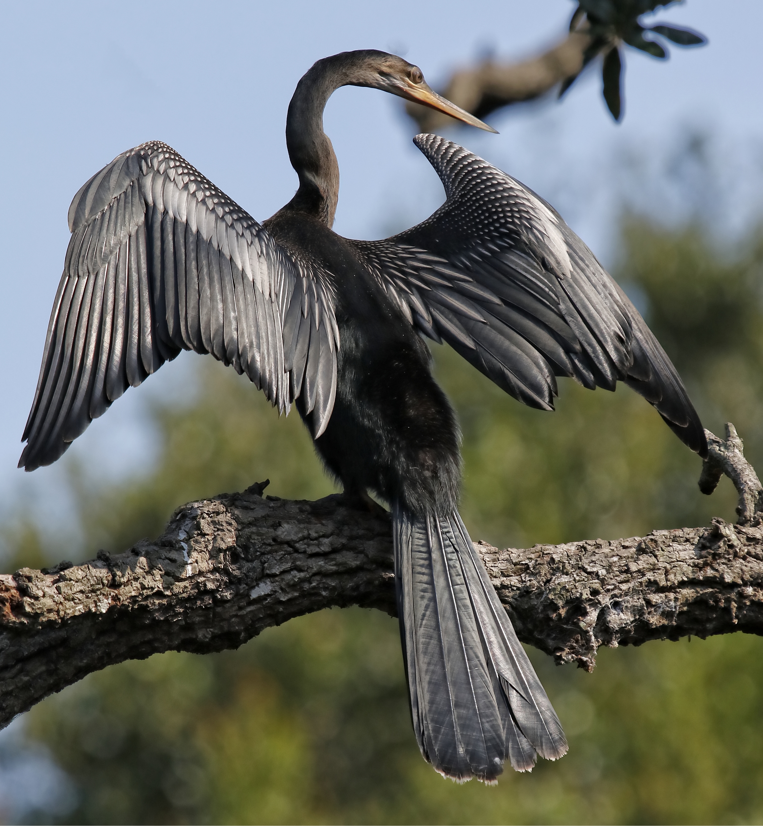 Classic Anhinga pose while drying its wings..
