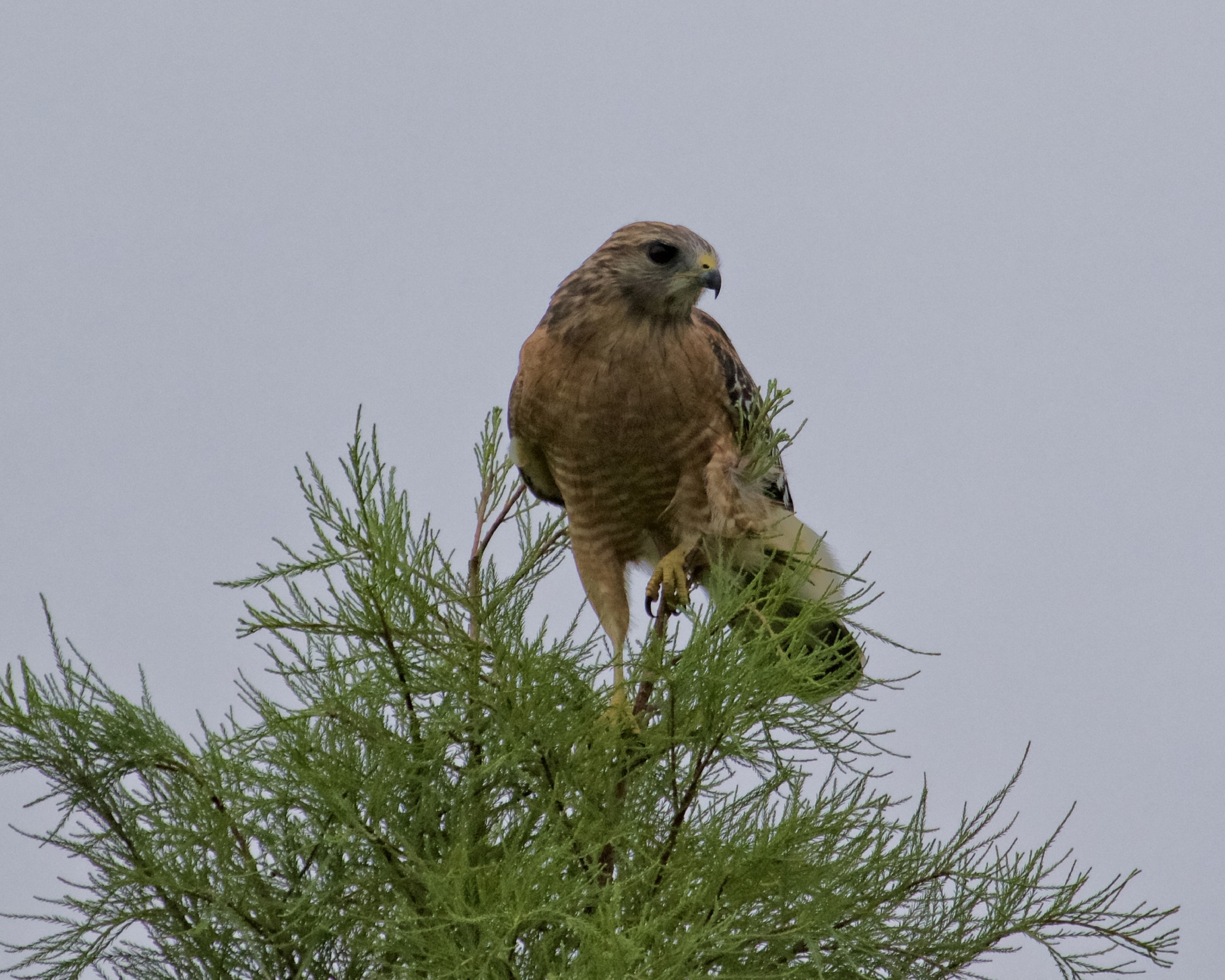 Red-Shouldered Hawk misses its prey, some Red-winged Blackbirds...