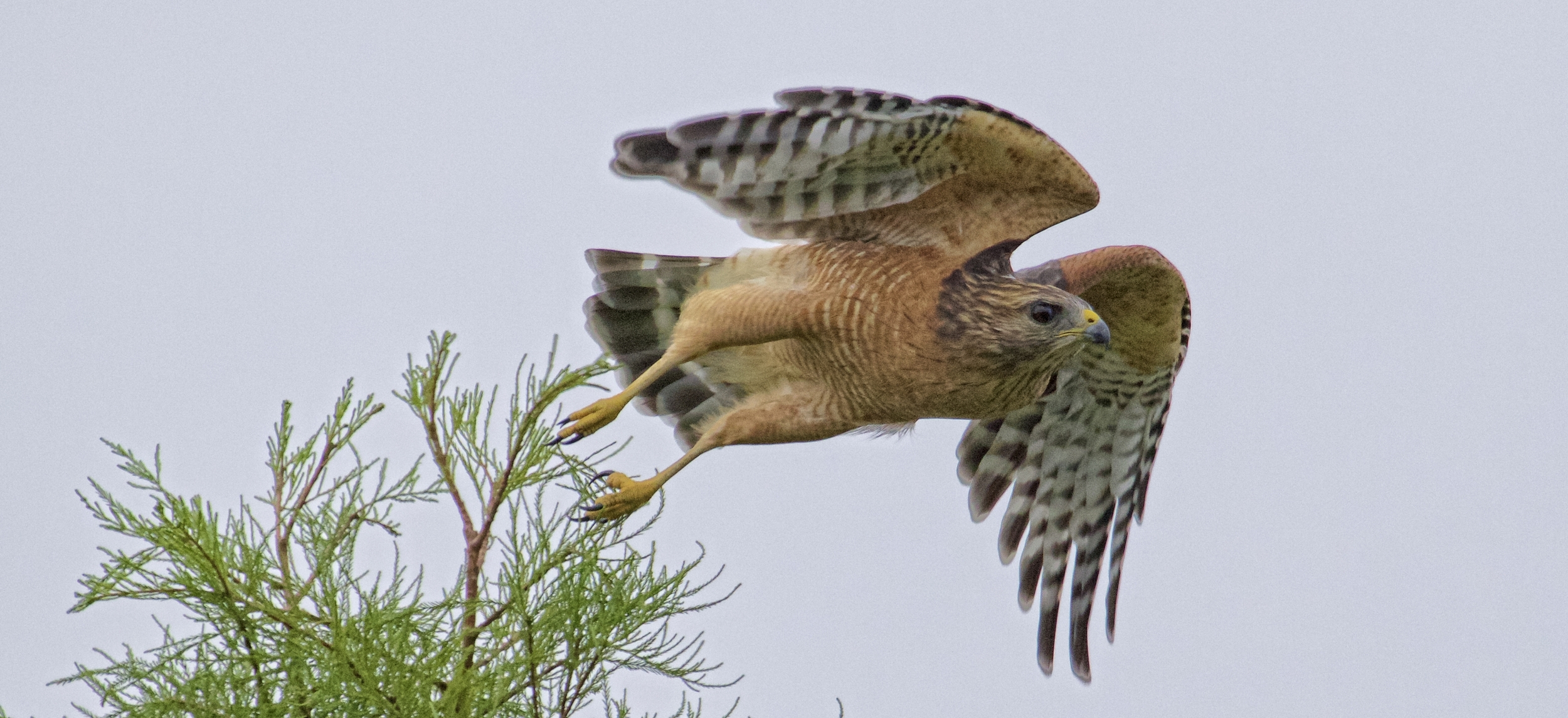 Off for another try...prey in sight..