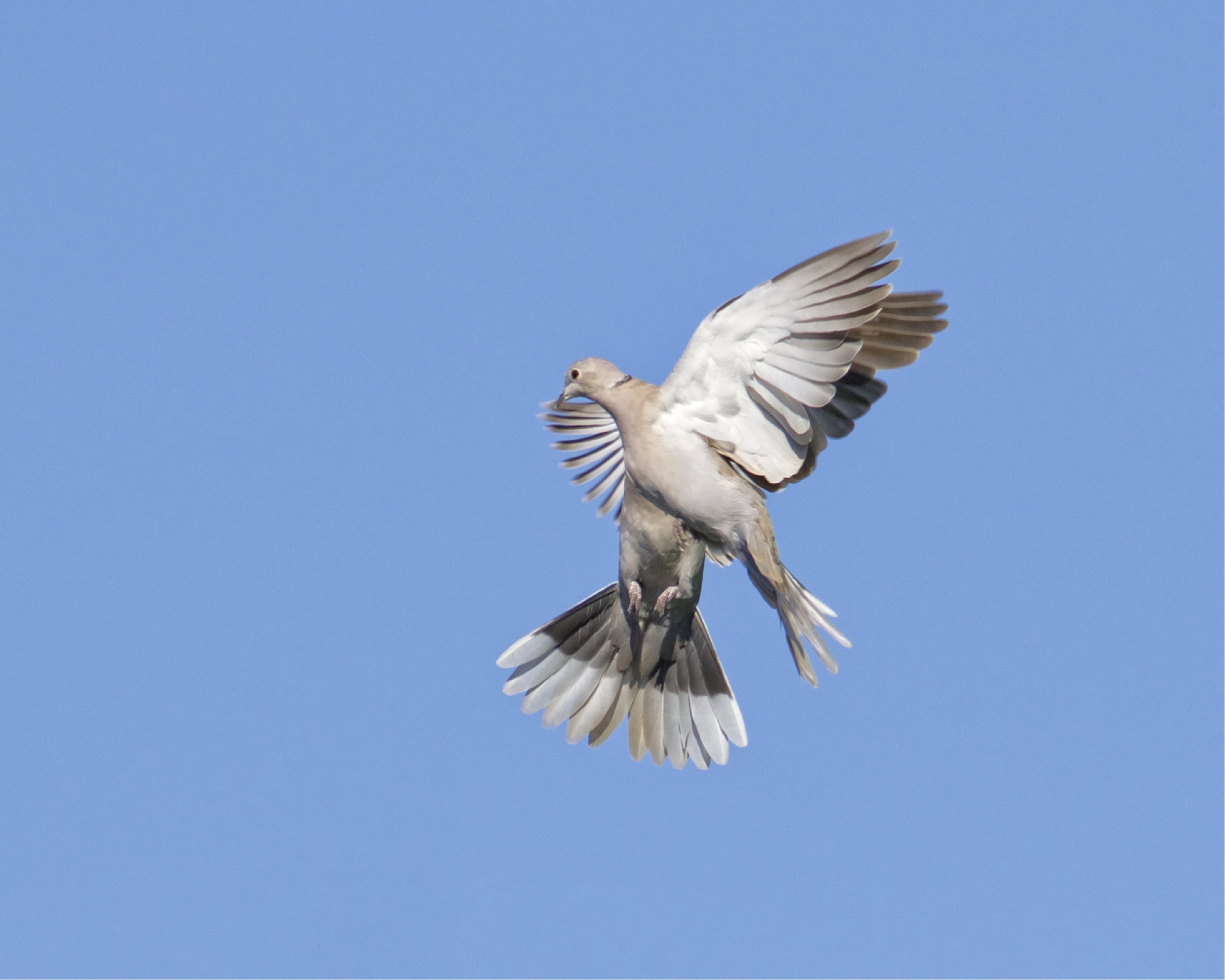 The Mourning Doves are so shook up by the Hawks they nearly collide..