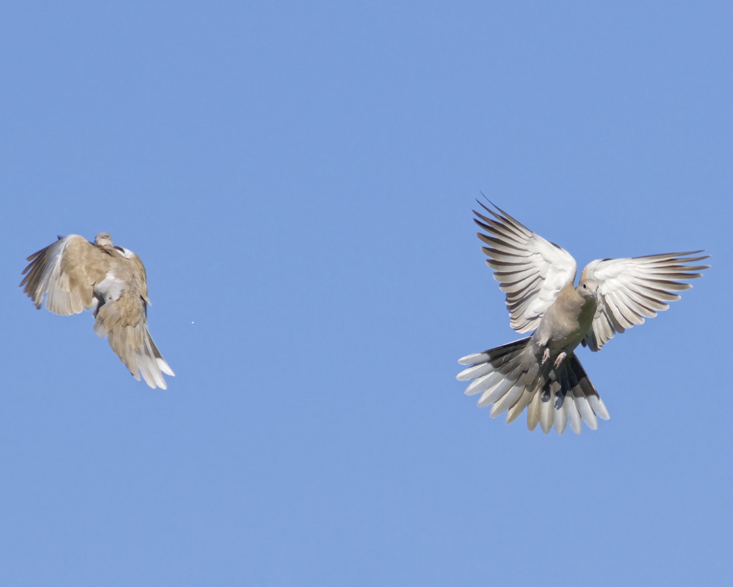 So much for blessed are the peacemakers...I'm gonna "bless" that dove out next time I see it all right!