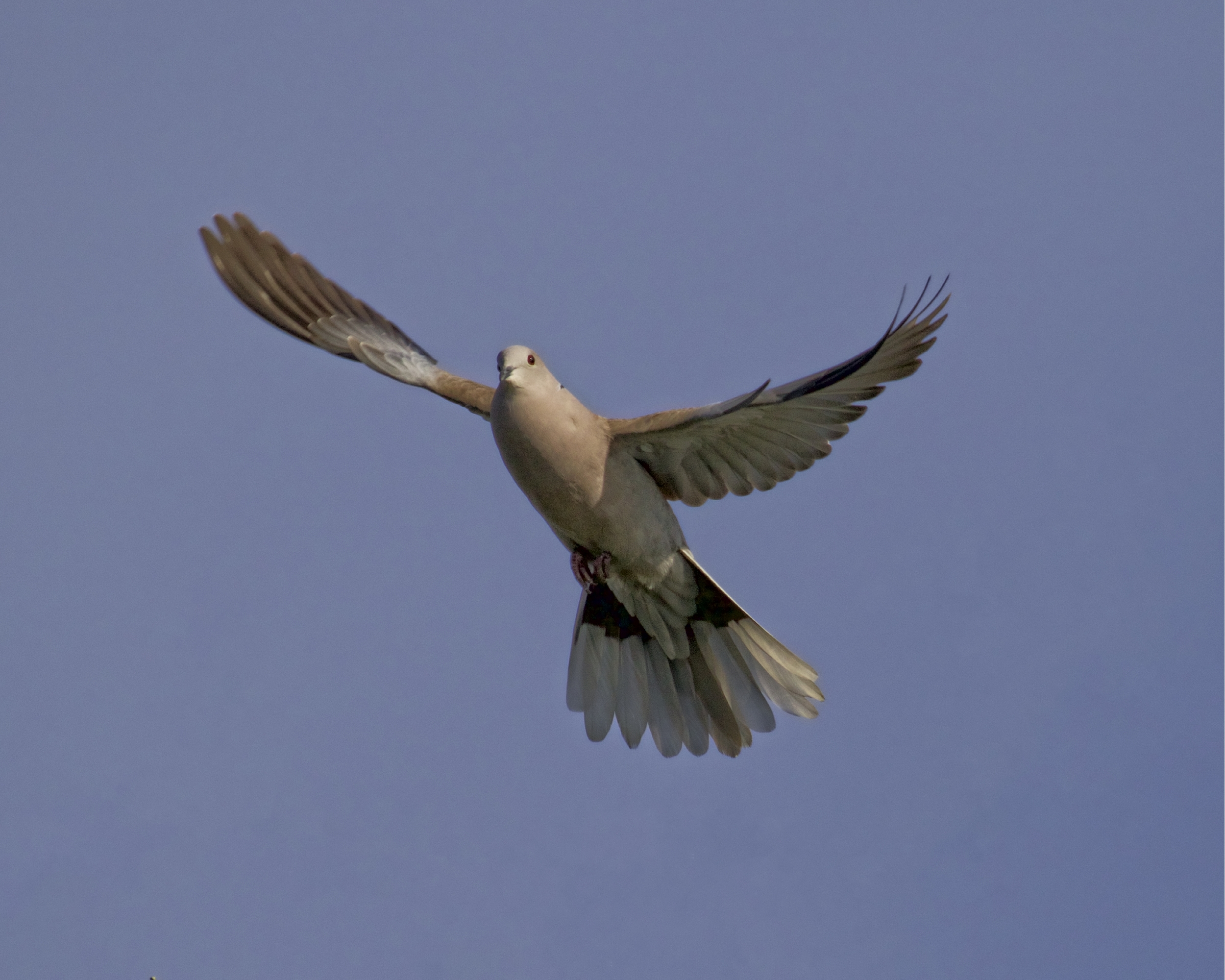 Mourning Dove takes off looking for peace...peace peace..but there is no peace..