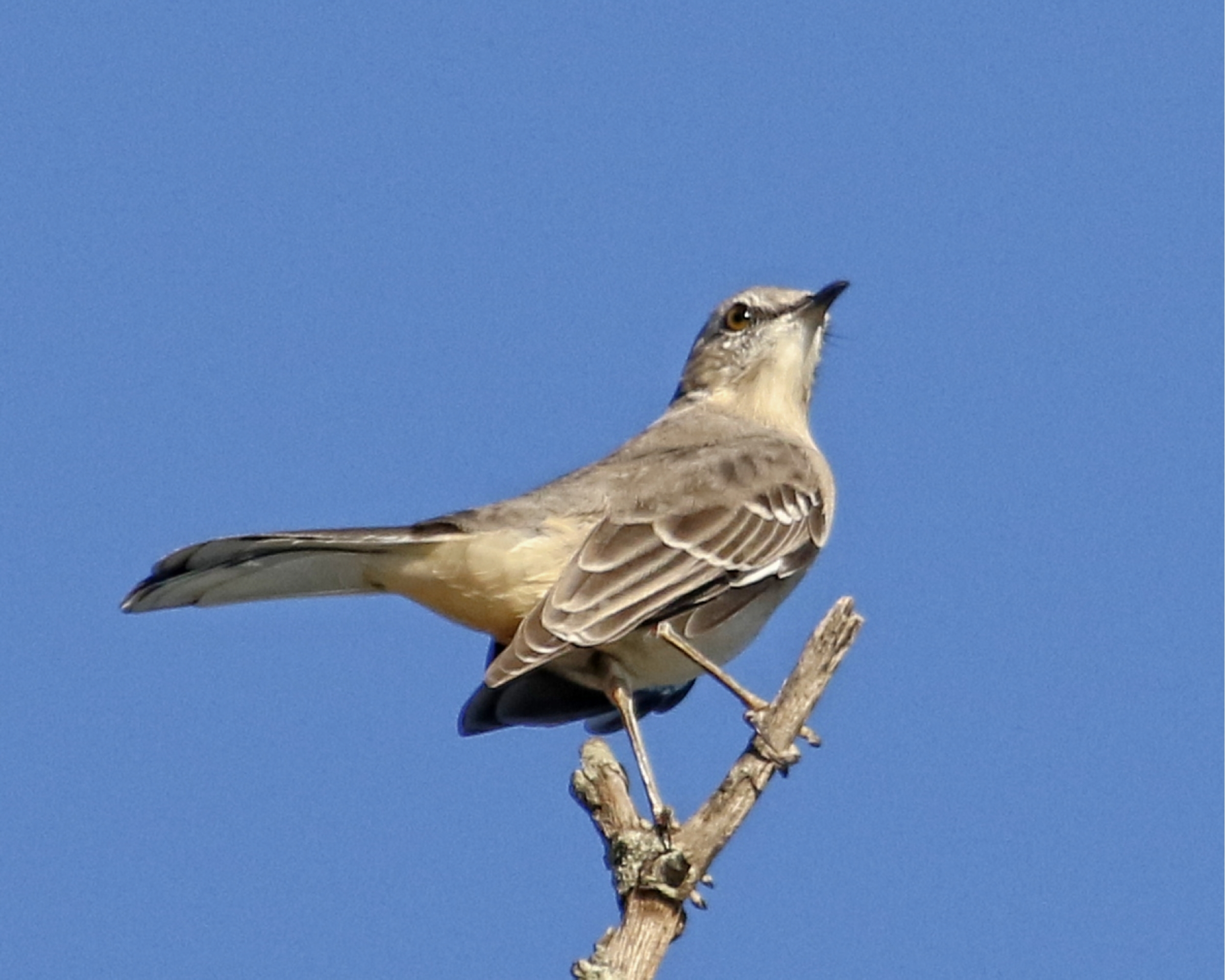 This raucous Mocking Bird is making lots of noise while we try to relax on the porch..