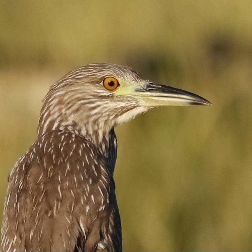 A new generation of Black Crowned Night Herons is taking over the roost..This juvenile has been evading most of my efforts for a good flight shot...