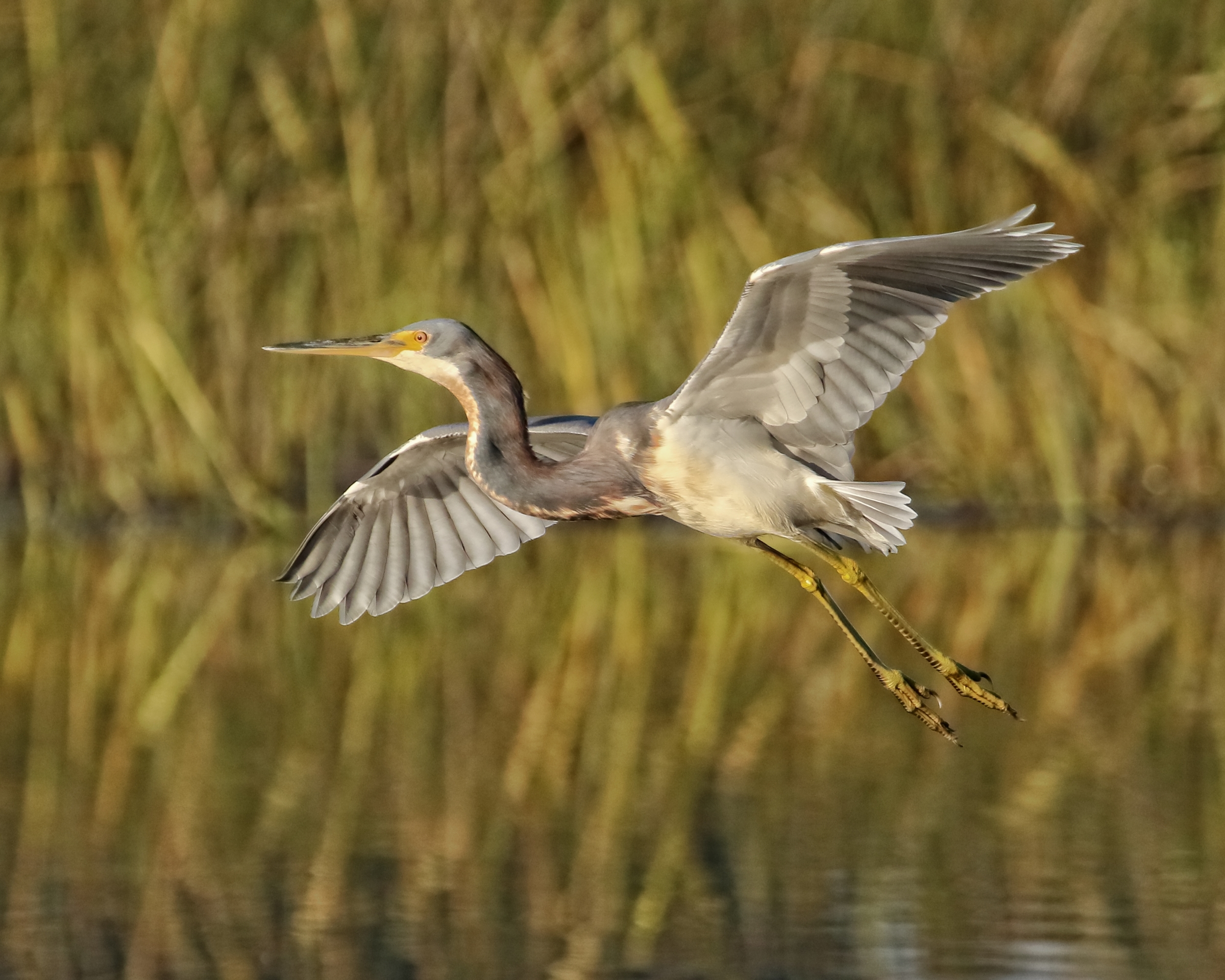 Thankfully this juvenile Tricolored Heron is allowing me some great photo opportunities. ..like my lil Buddy use to..note the changing colors in the marsh grass as autumn colors begin to fade to brown.. 
