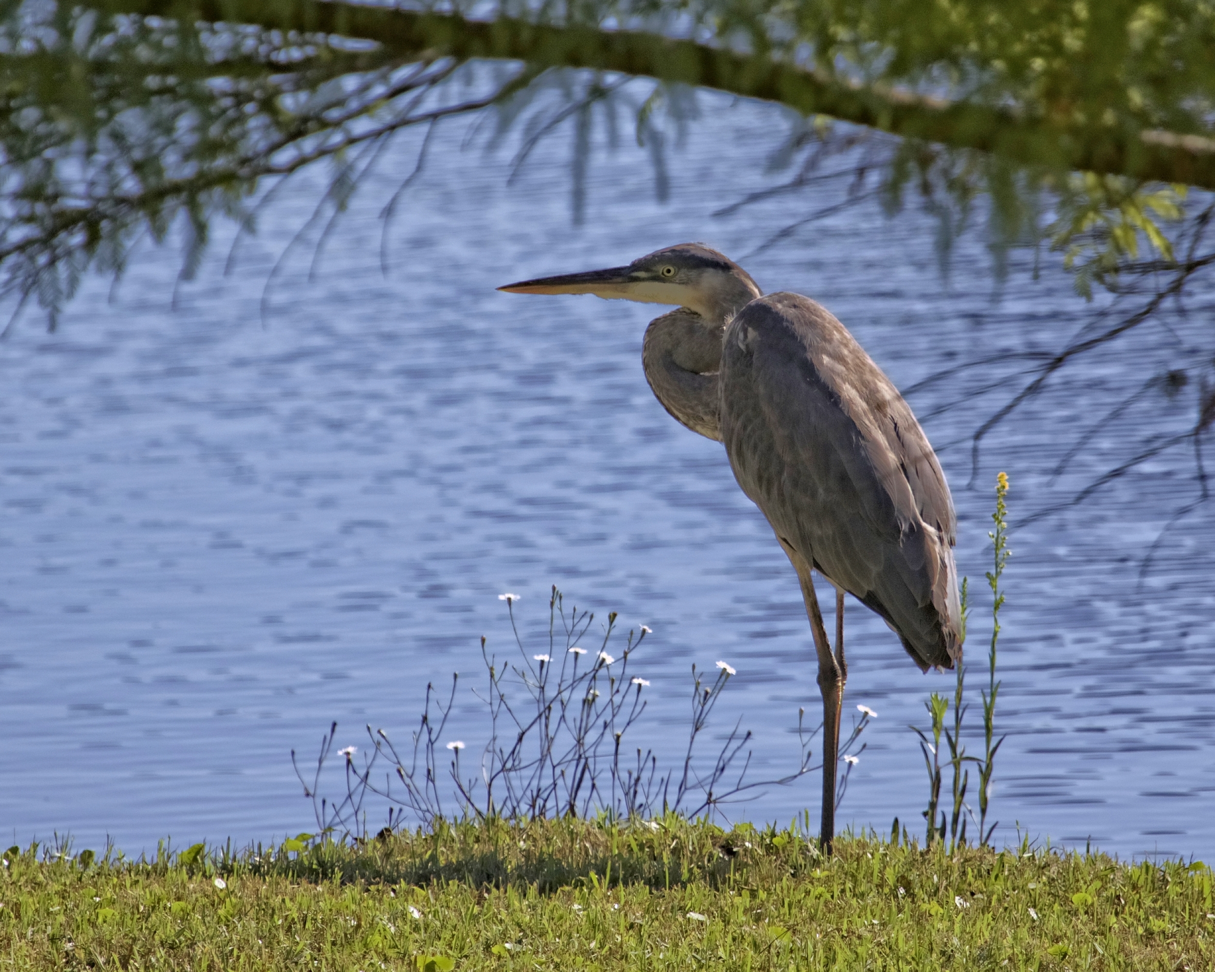 I believe this to be the progeny of Old Man River, the Great Blue Heron..it too has been hanging out in the same places the older generation once did. 