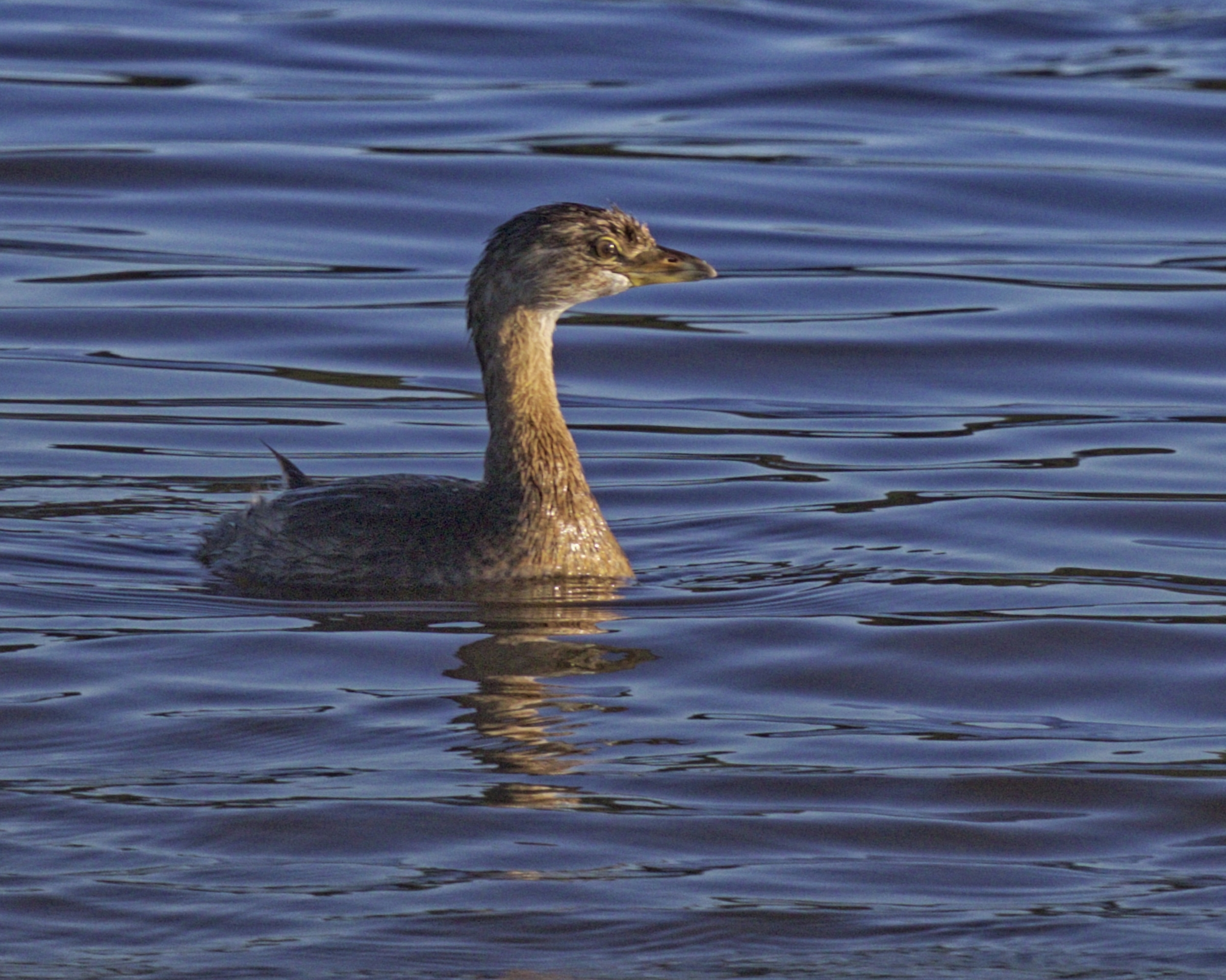 They're baaack...The Pied Billed Grebes have returned.