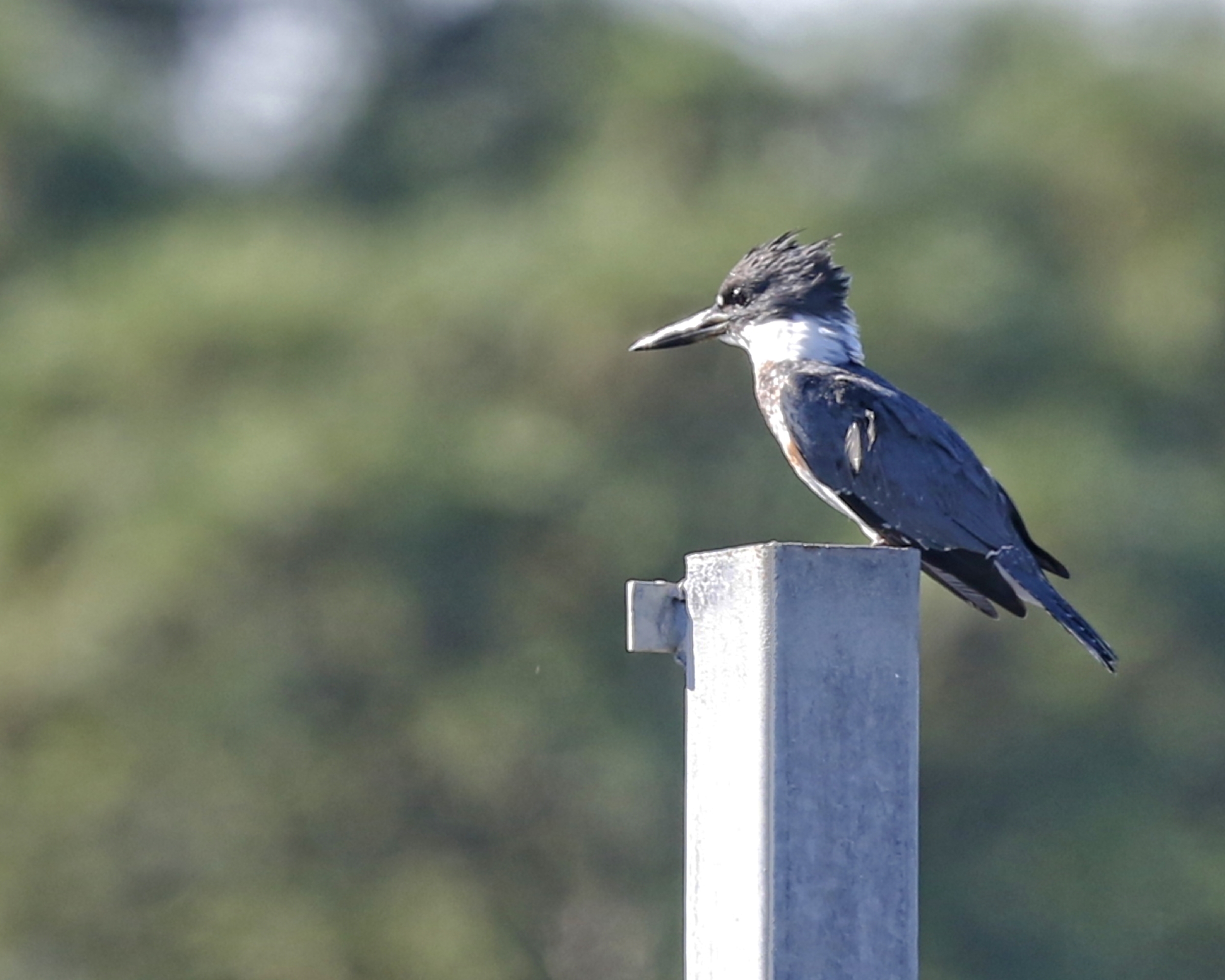 Spunky the female Belted Kingfisher takes her favorite fishing perch on the dock boat hoist piling. 