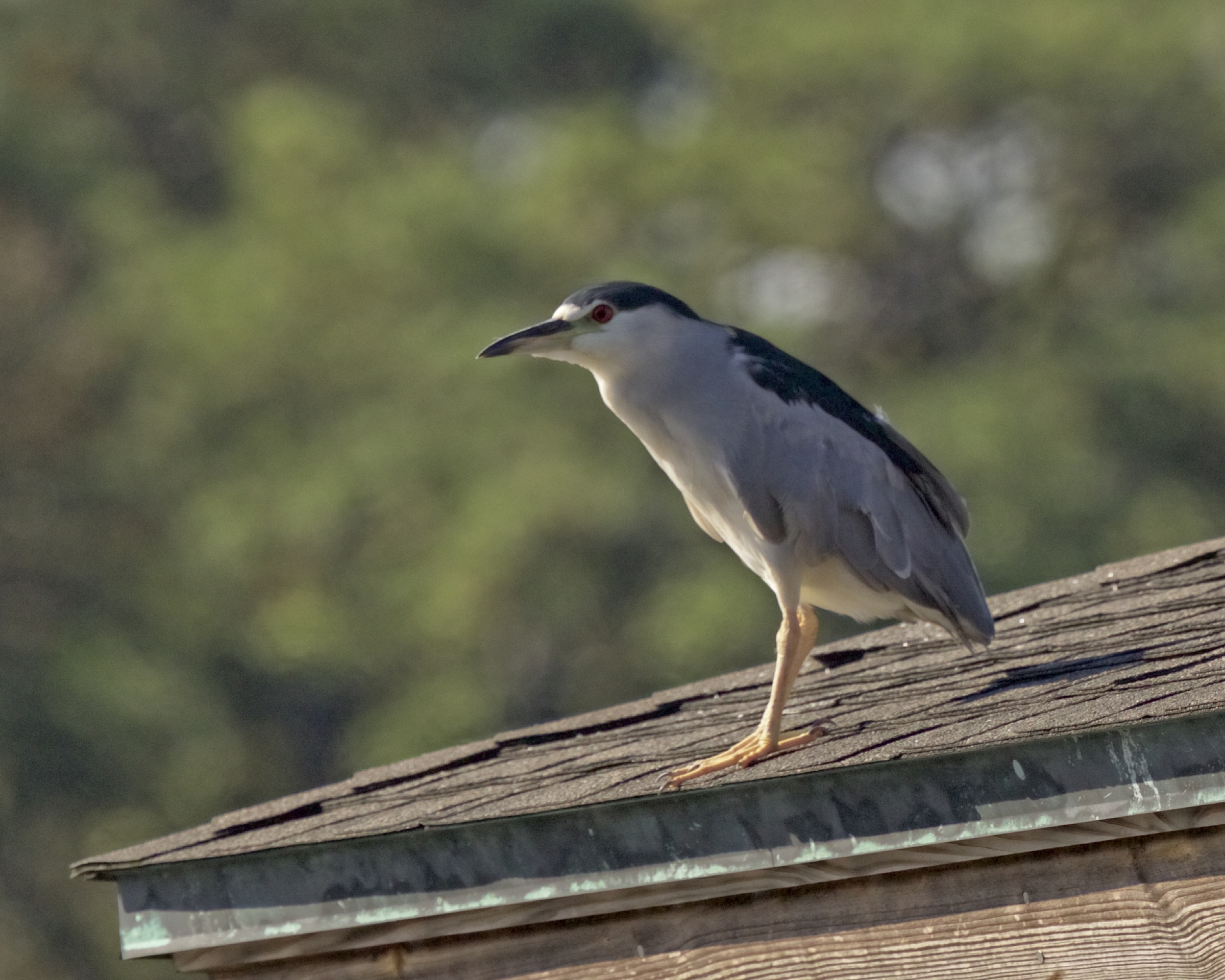Four Black Crowned Night Herons join the dock party