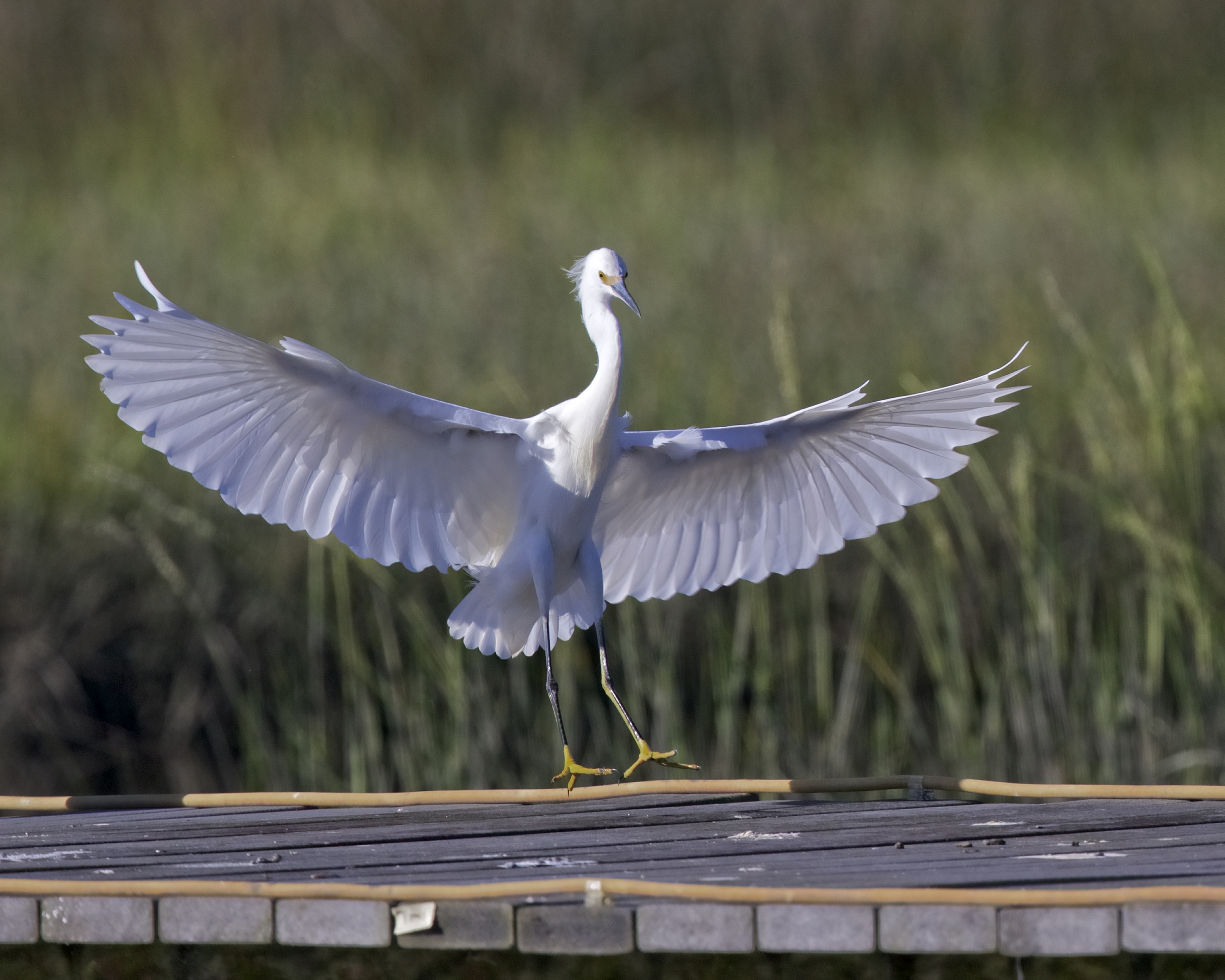 Then the Snowy Egret Blows in on the dock!